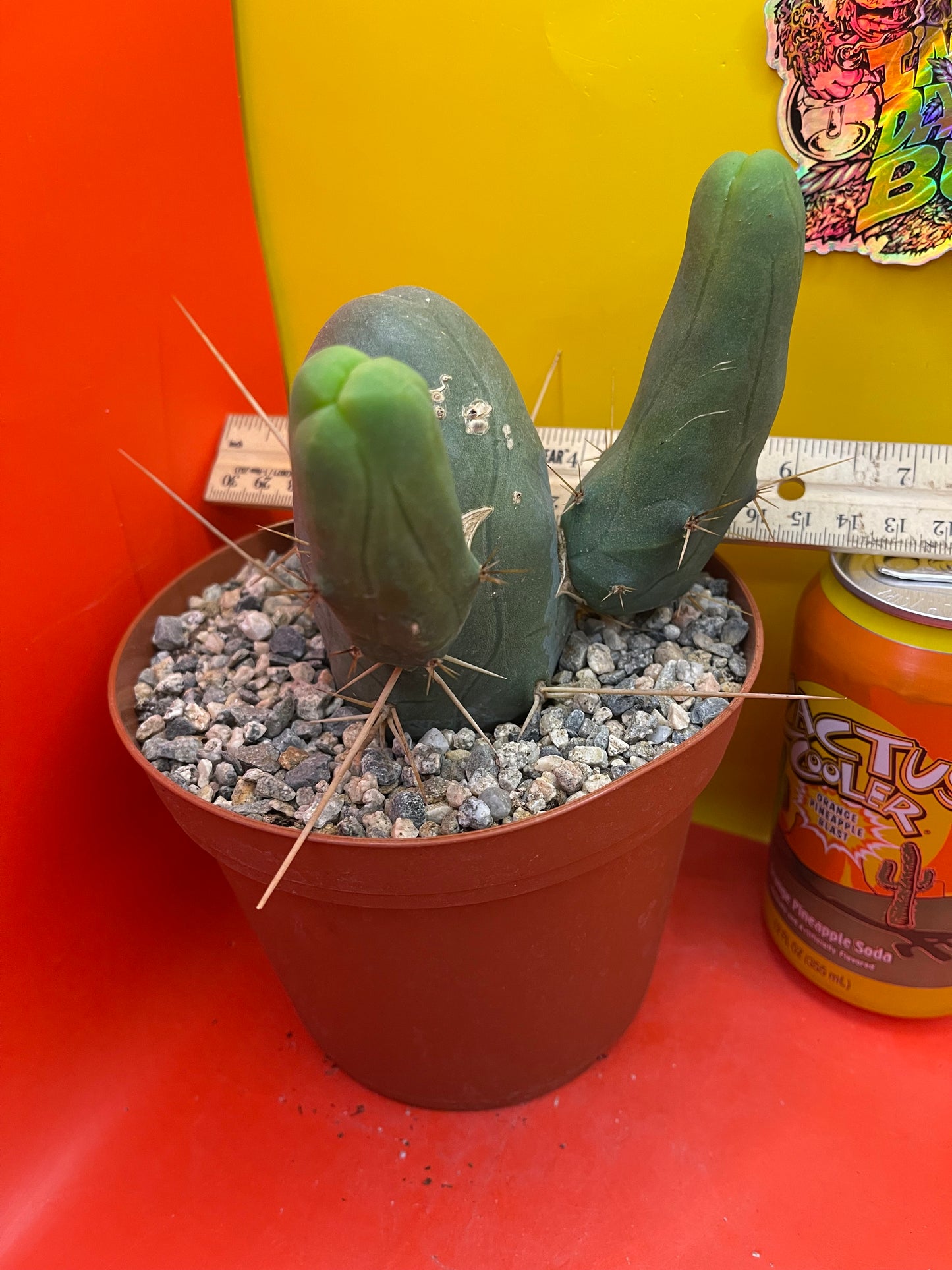 TBM !! This exact cactus in its pot
