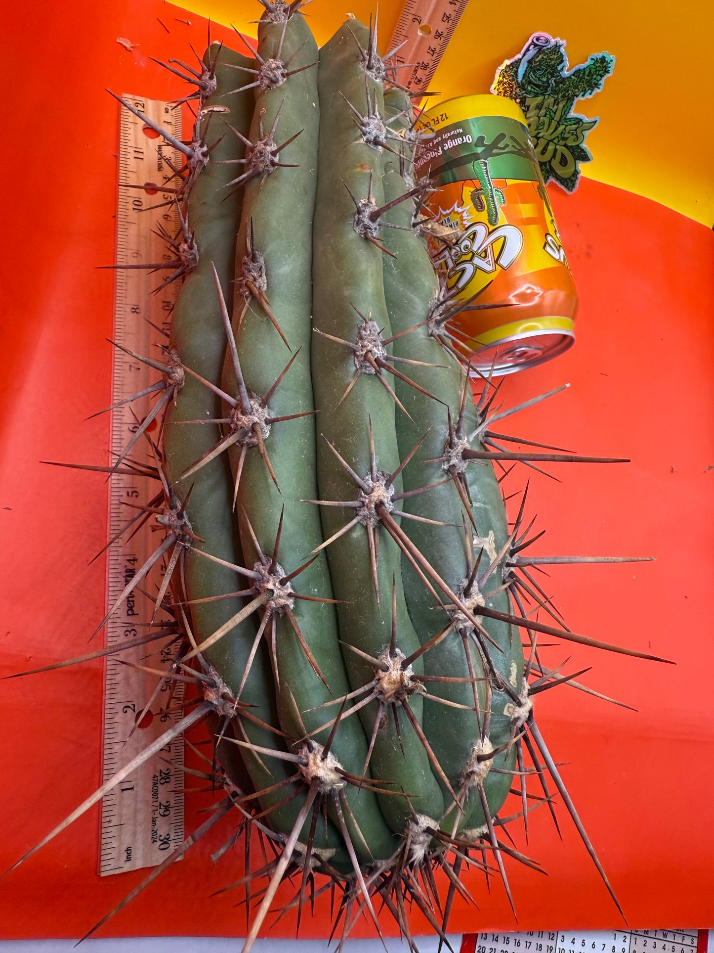Tacaquirensis