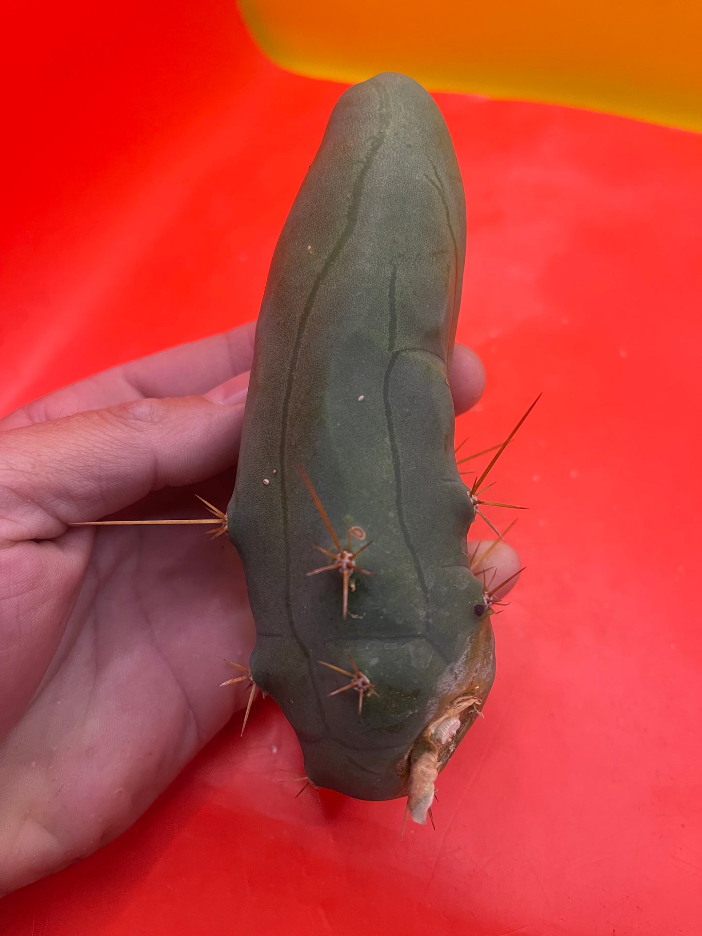 tbm CACTUS