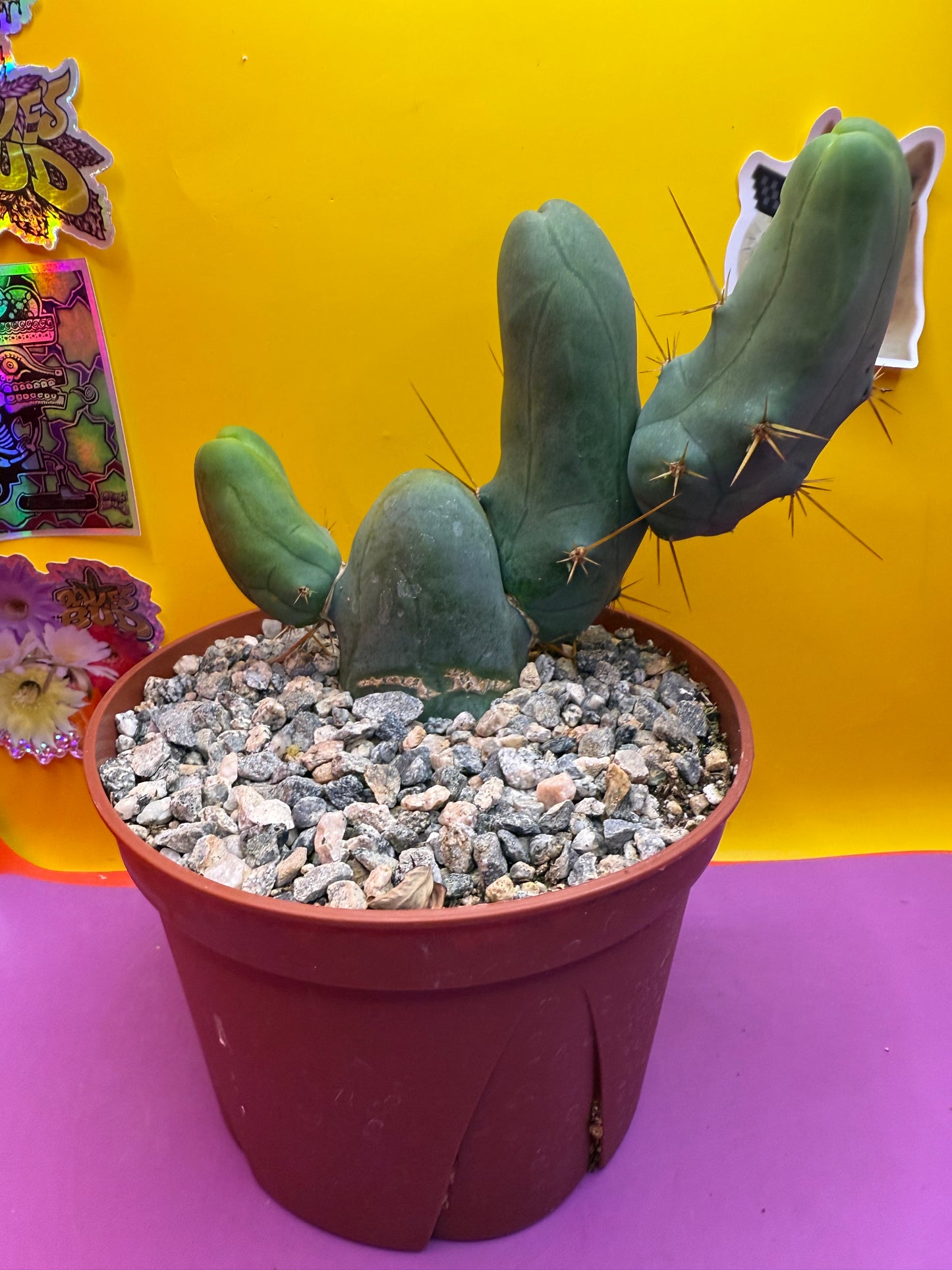Tbm in 6” wide pot with 4 segments