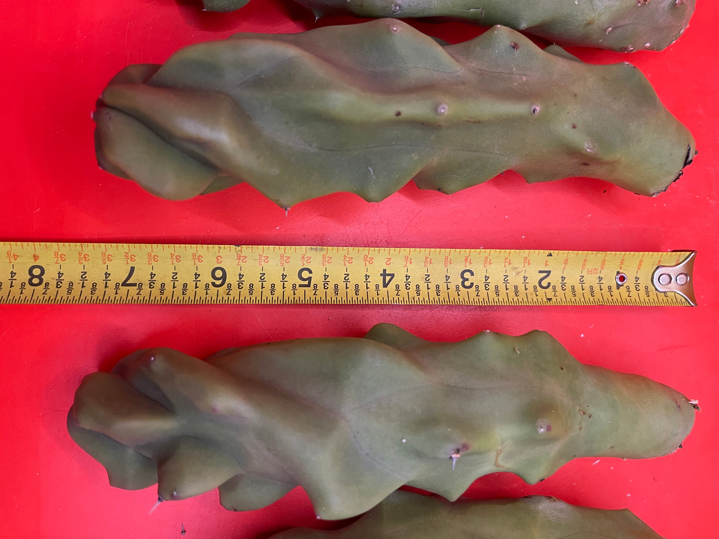 lophocereus schottii monstrose spiralis - Spiral form Totem ! 5”-7” cutting
