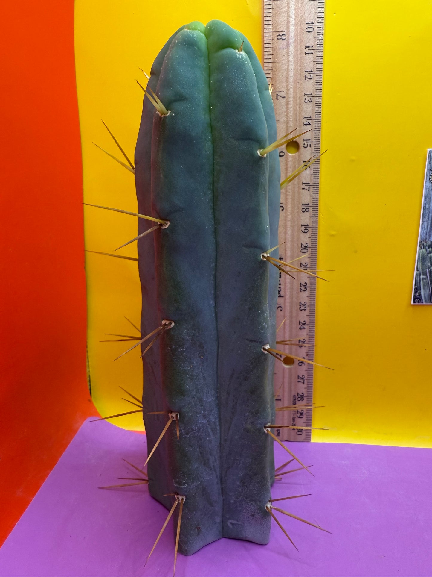 Trichocereus Bridgesii cutting of “DEL DIOS”