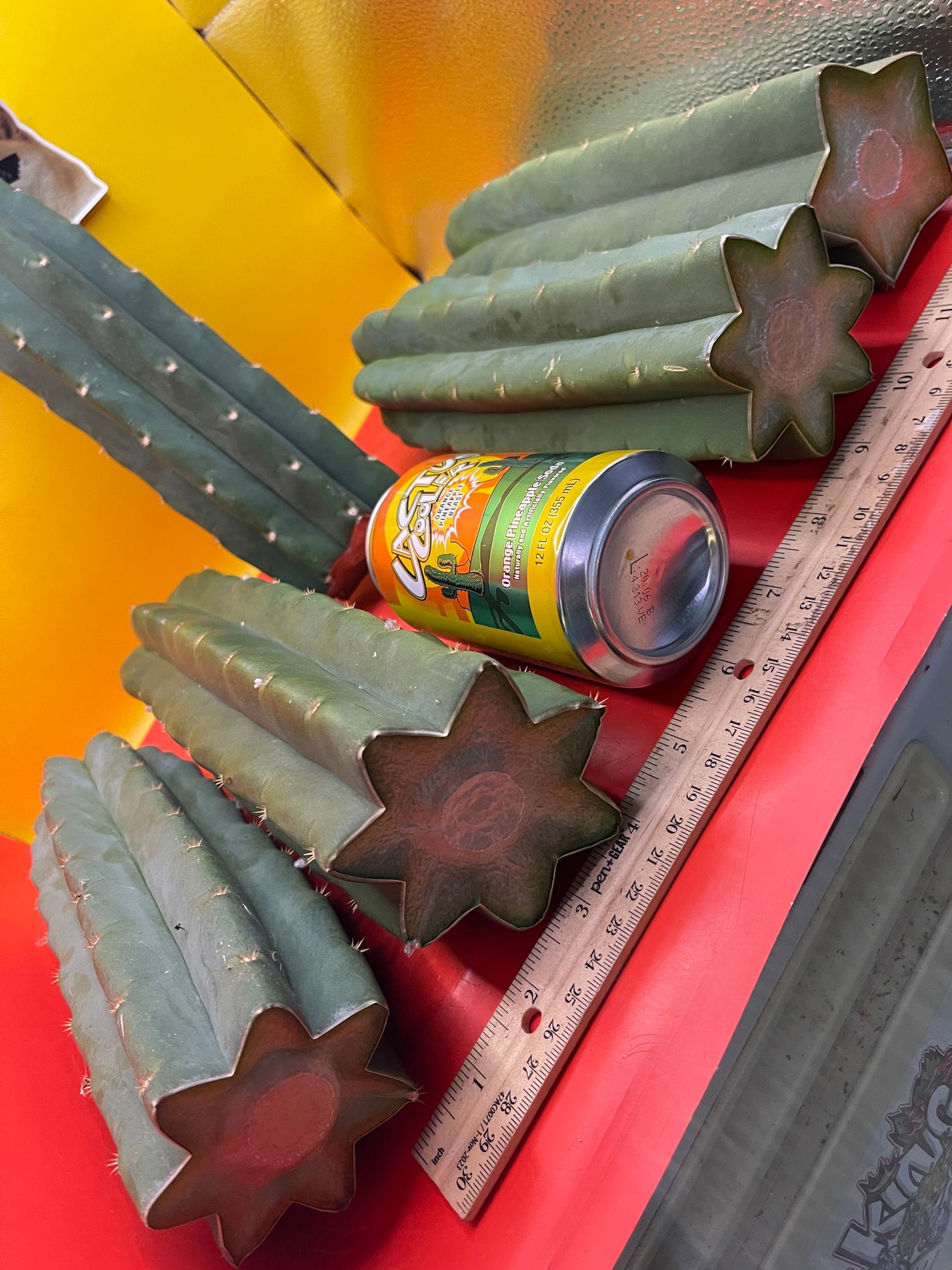 Fresh cut San Pedro Cactus !