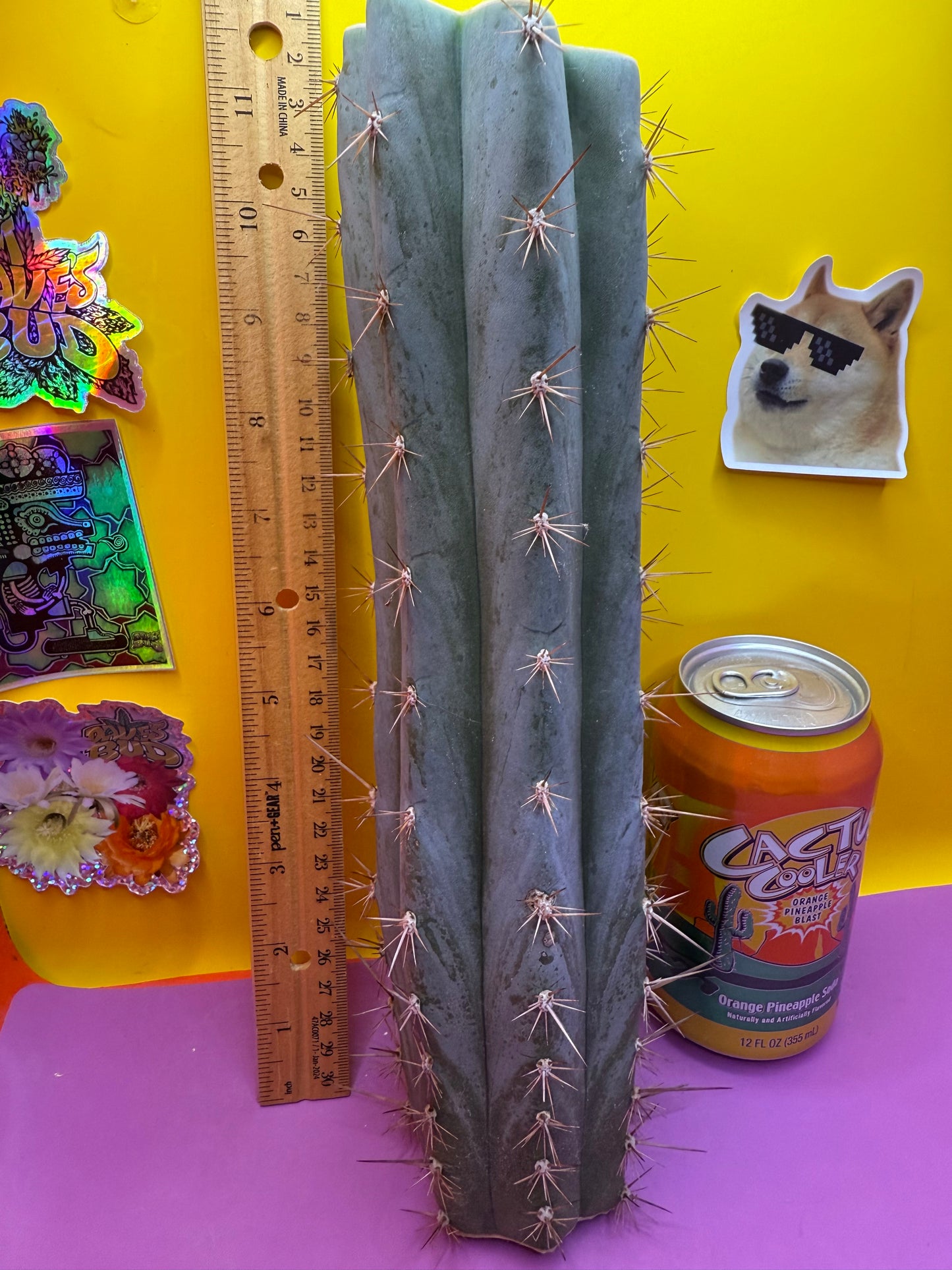 Sharxx Blue O.p. , this exact mid section cactus cutting