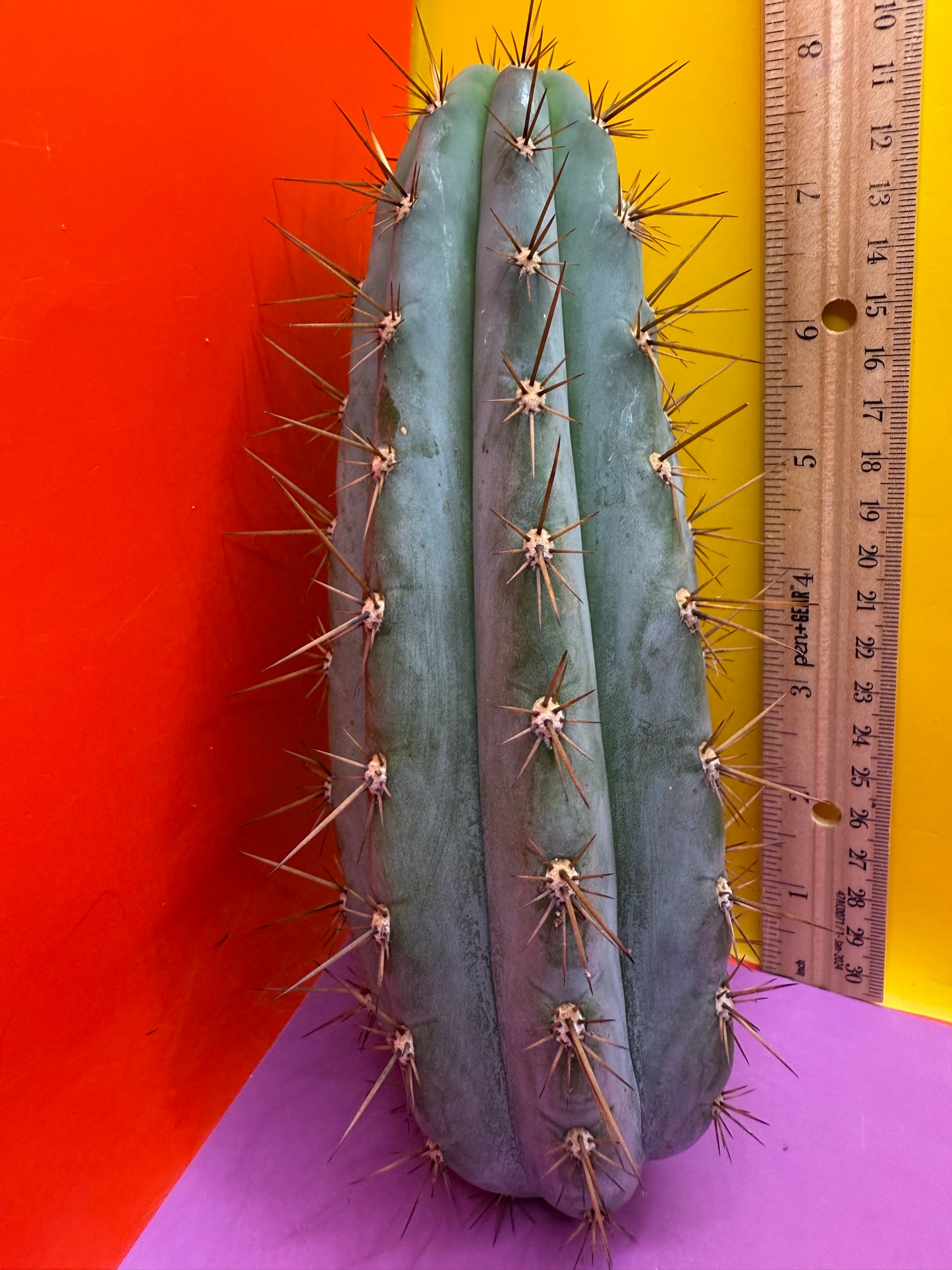 Trichocereus Matucana !
