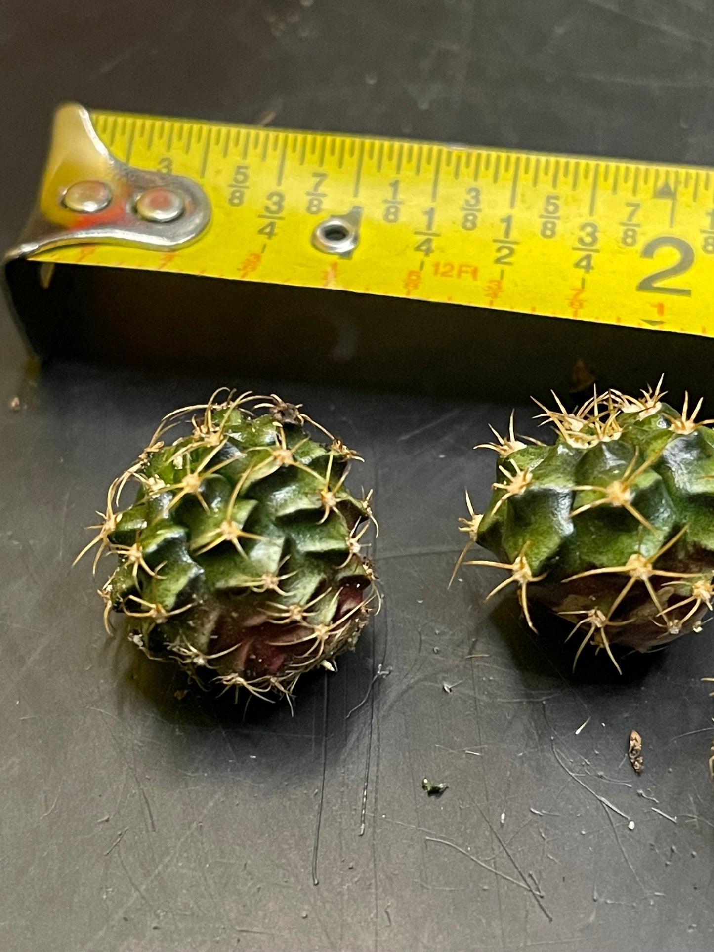 DAVES DOLLAR DAYS Gymno pups