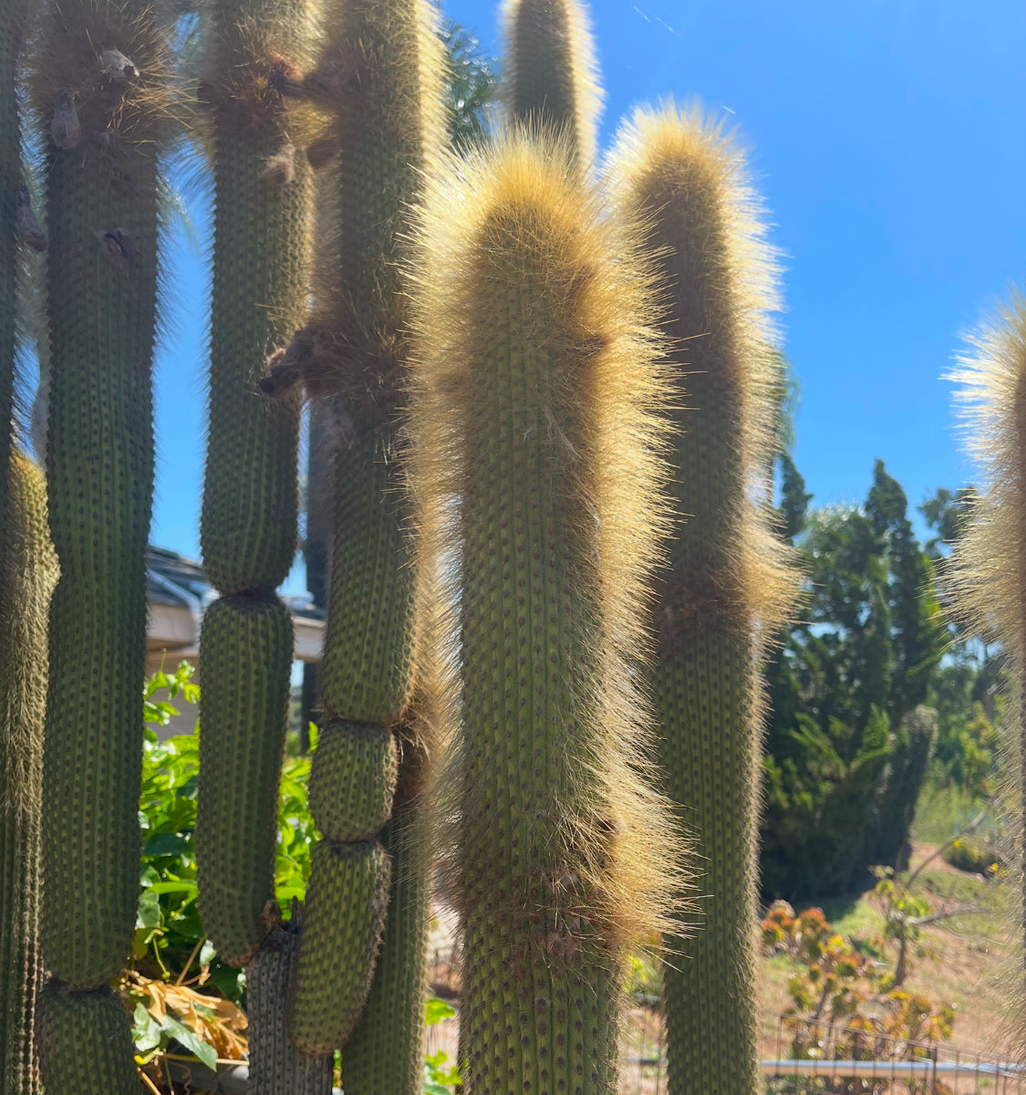 Weberbauerocereus johnsonii seeds