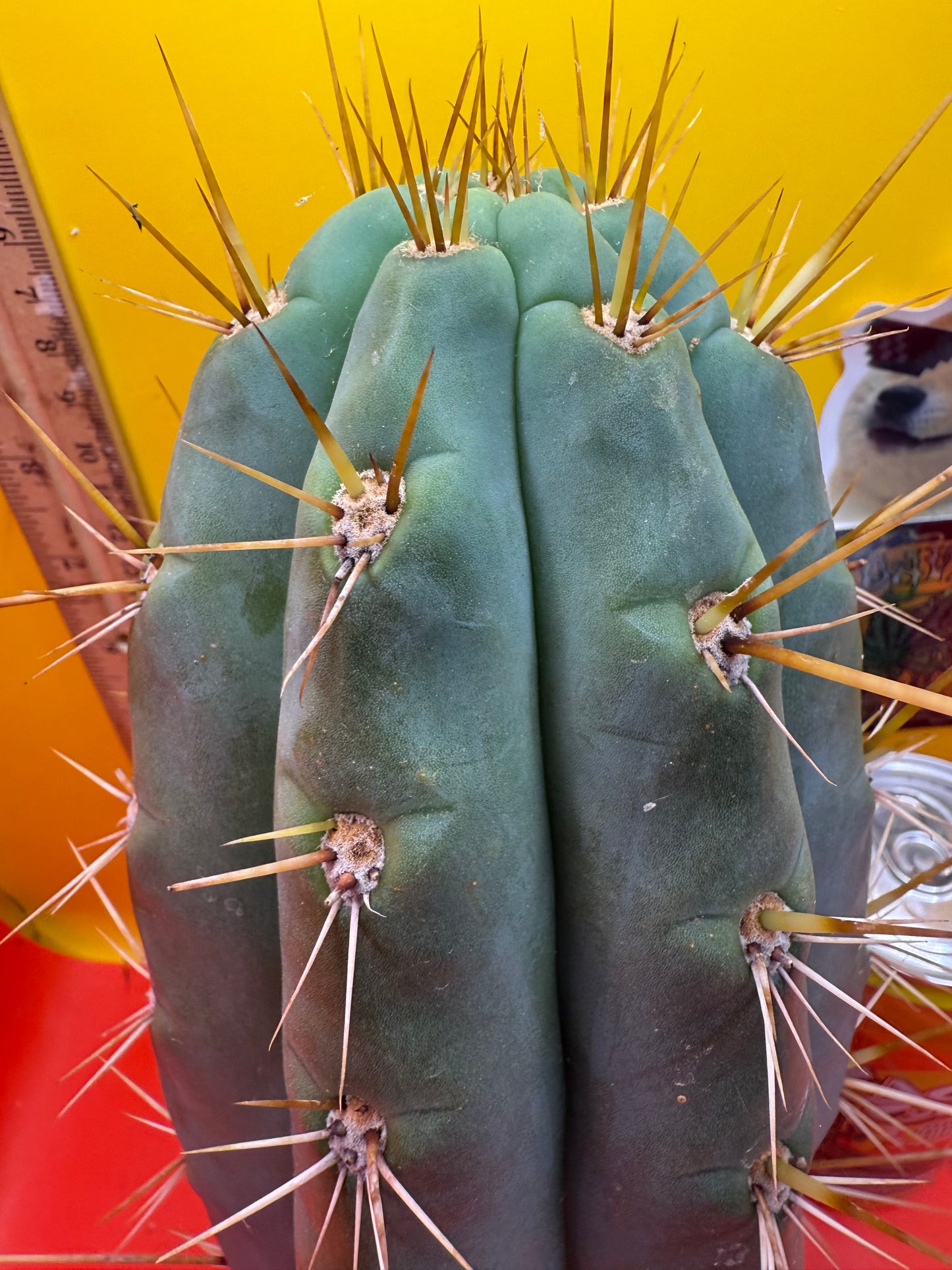 TRICHOCEREUS MACROGONUS !