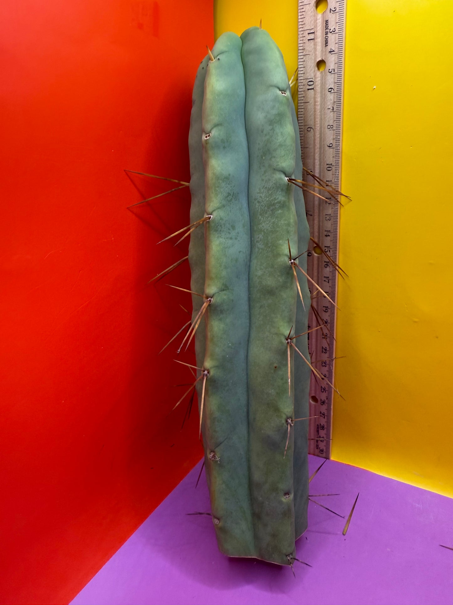 “LMA” bridgesii