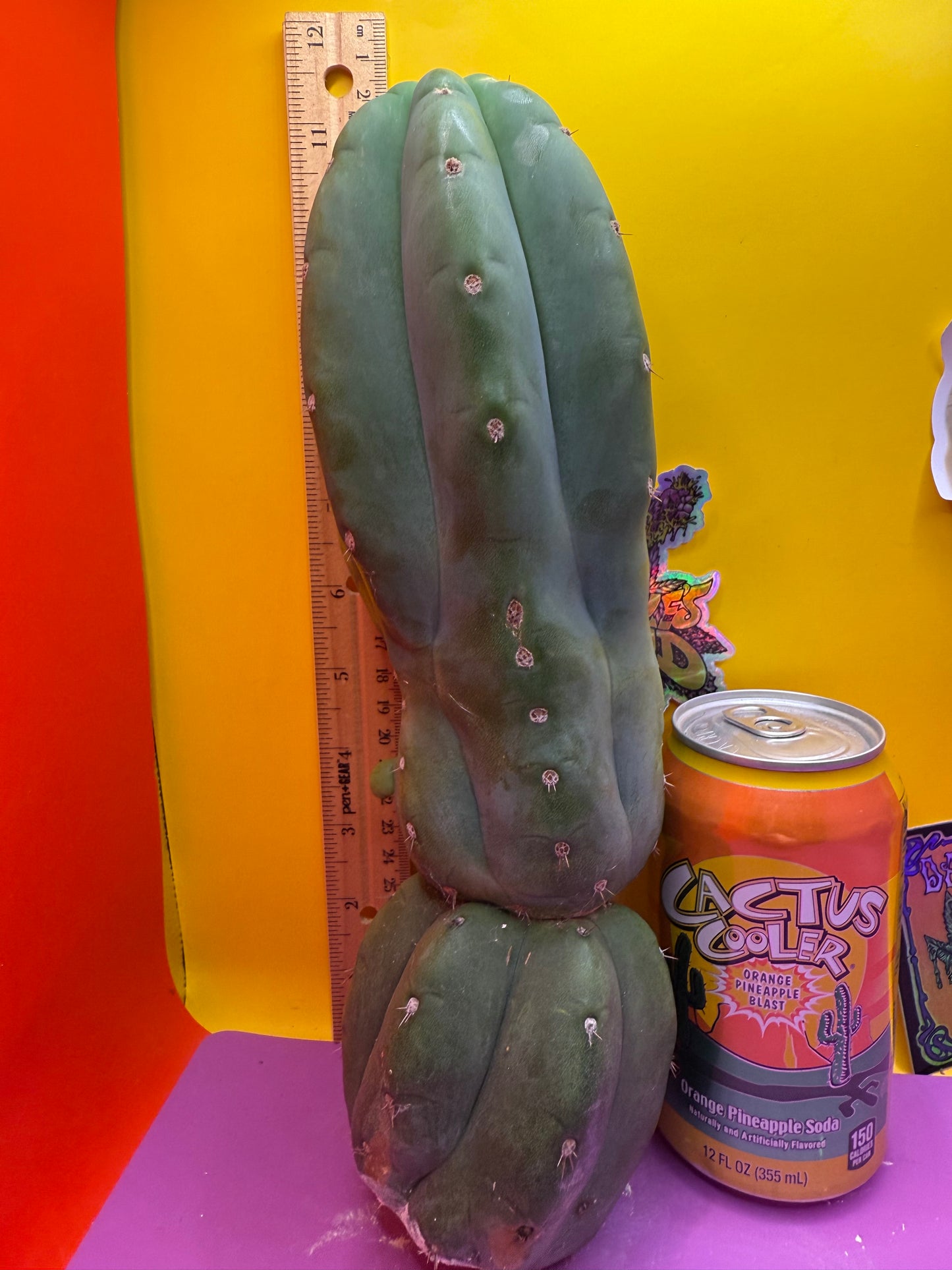 Cahuilla weirdo !