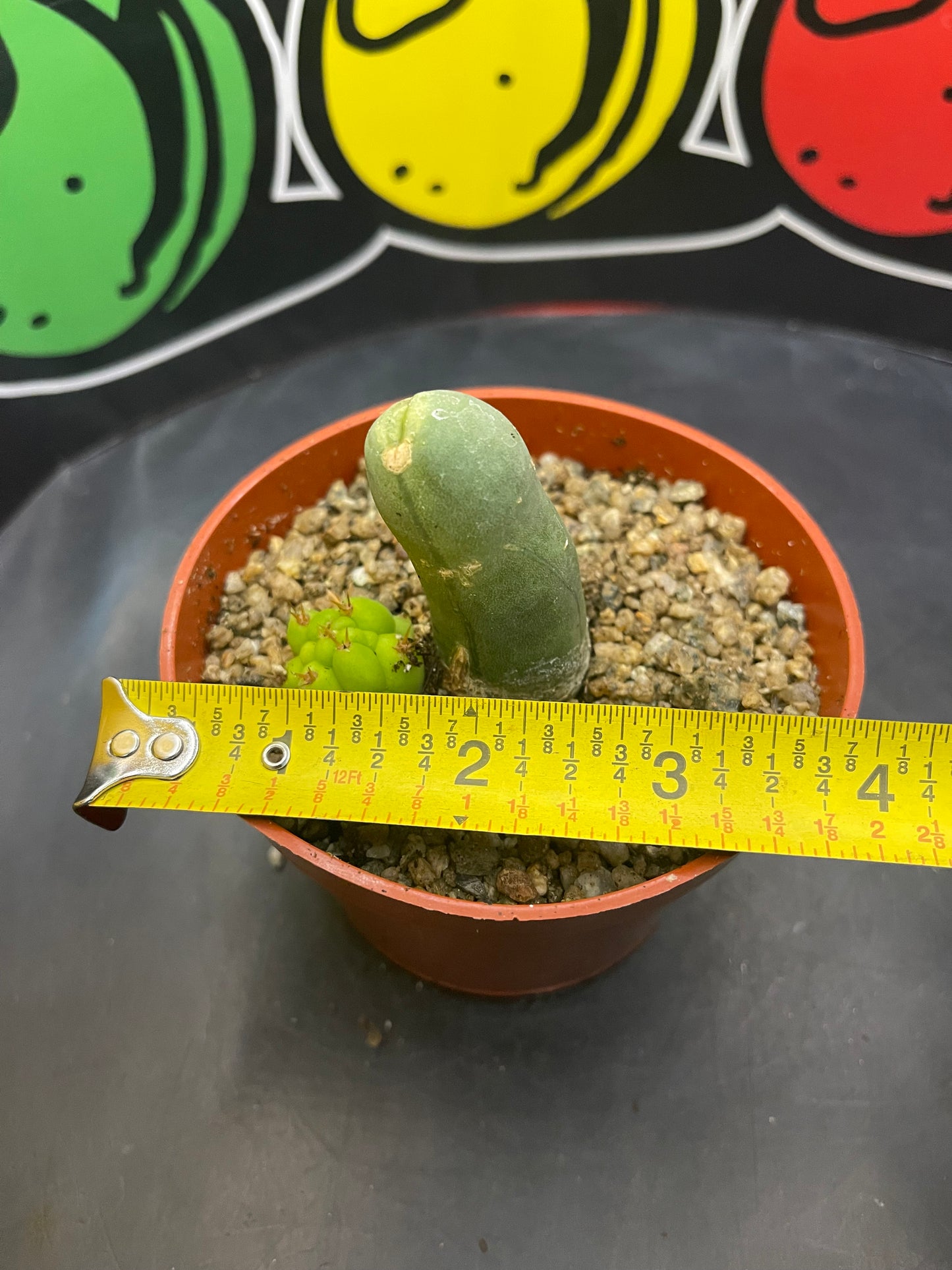 Tbm CACTUS !