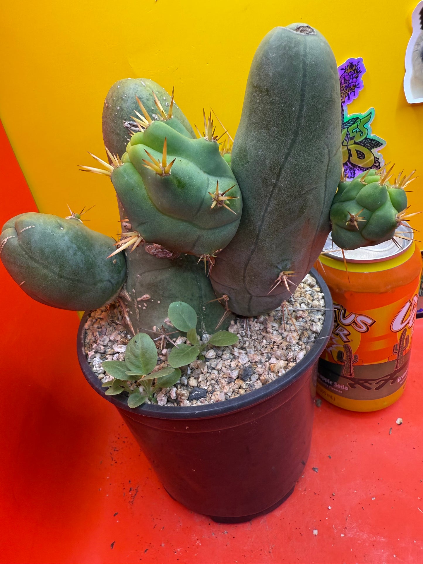 Exact cactus !
