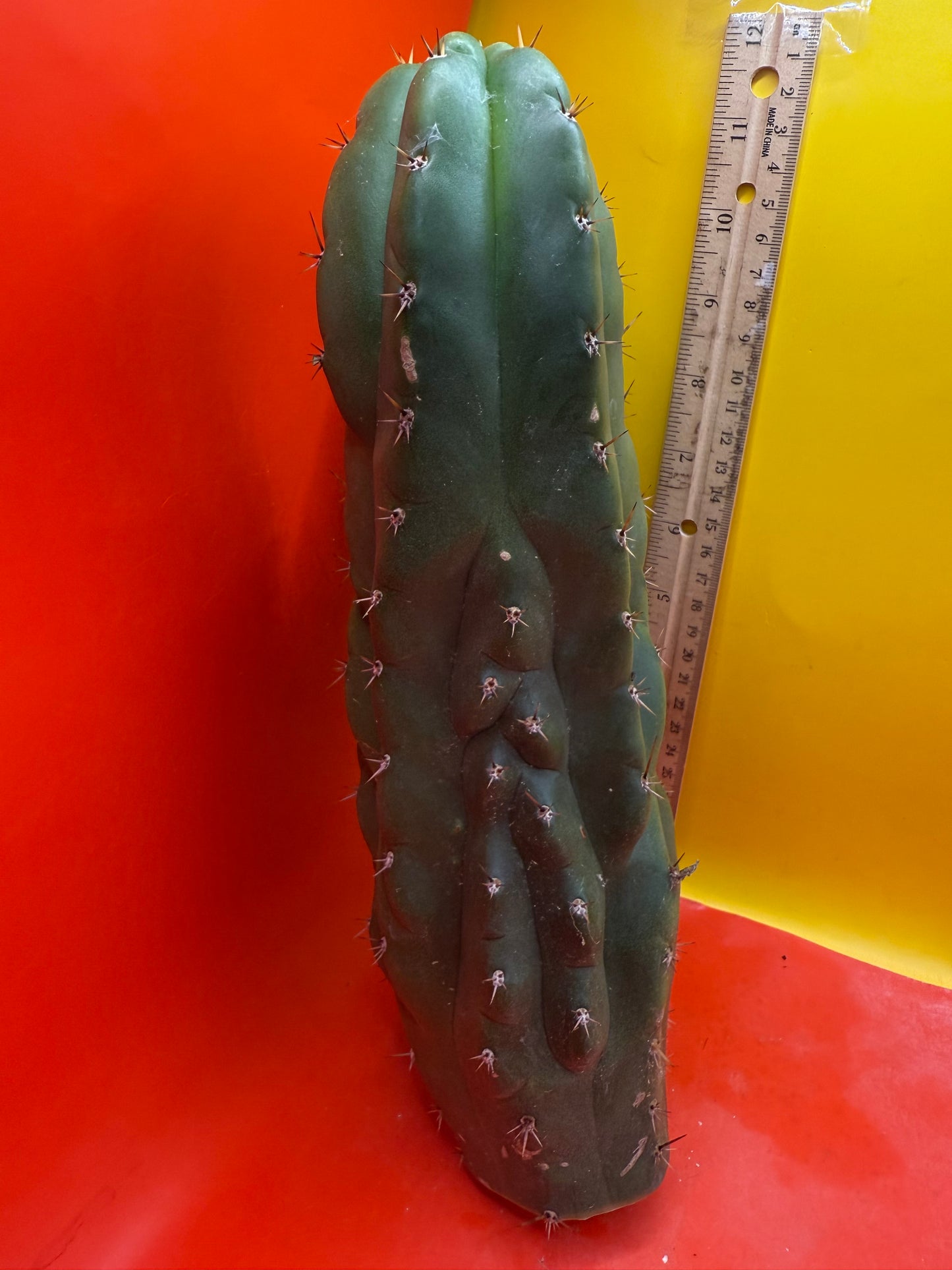 San Pedro weirdo !! - TPM !Dicot double header  !!!