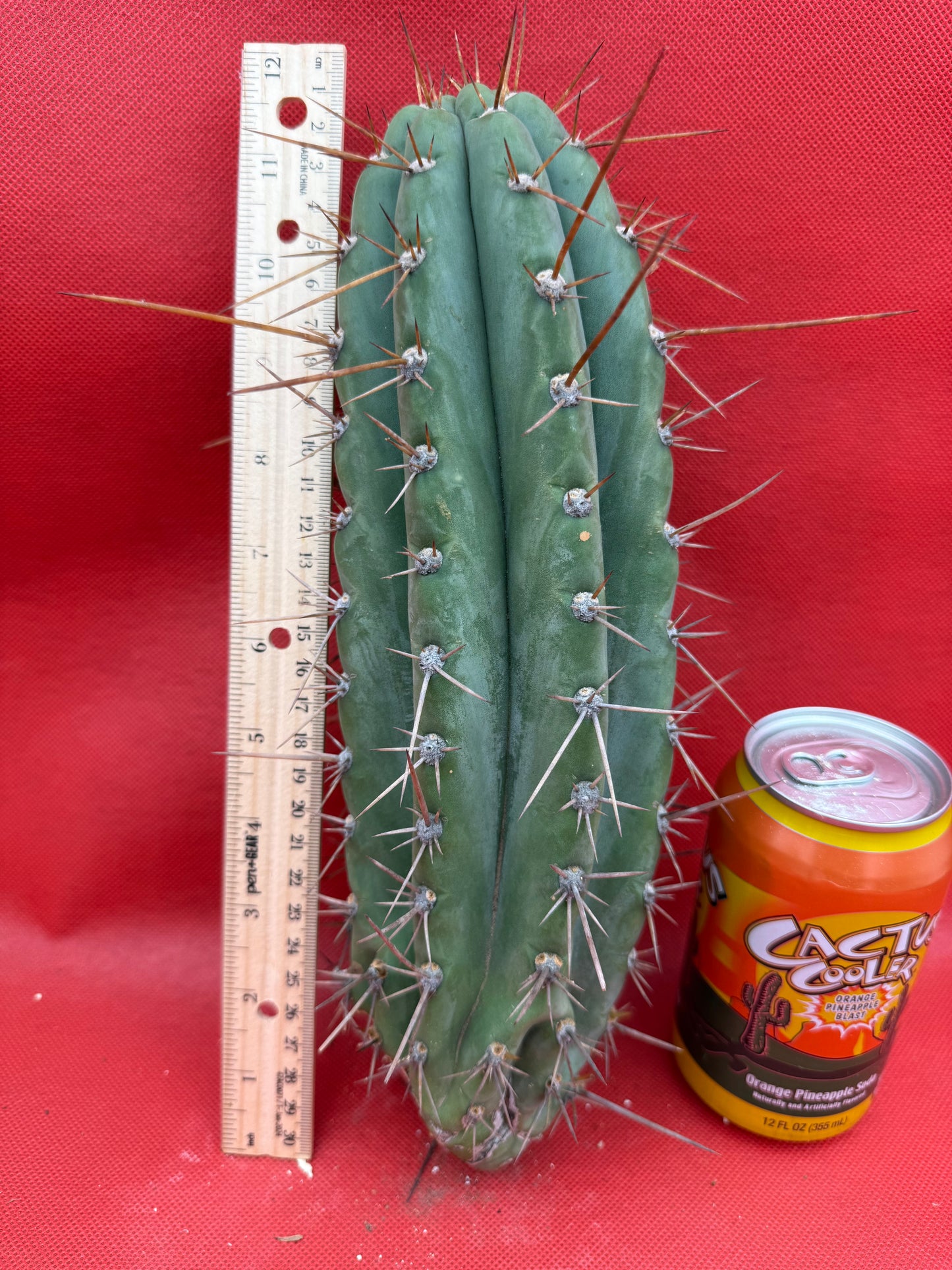 Trichocereus  “Serra Blue” this exact cutting