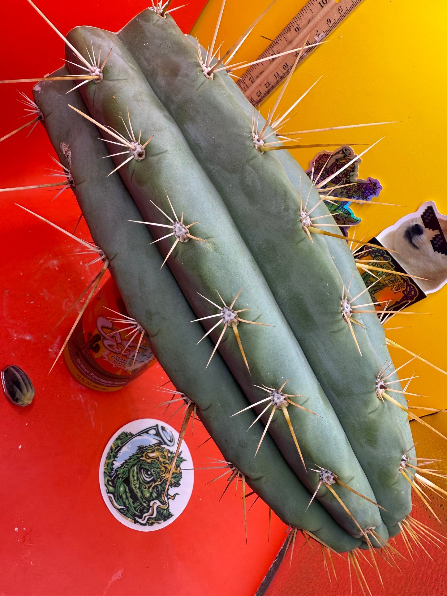 TRICHOCEREUS MACROGONUS !