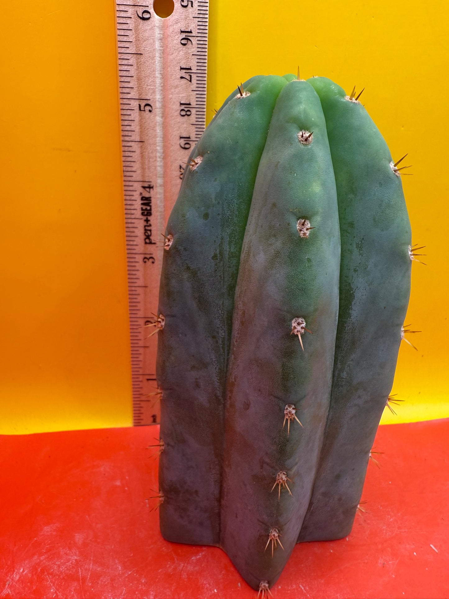 Jacks Juuls JJ O.P. “Type-A” Seed grown cactus cutting