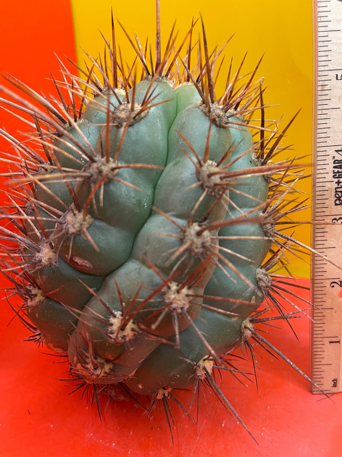 Trichocereus Tacaquirensis