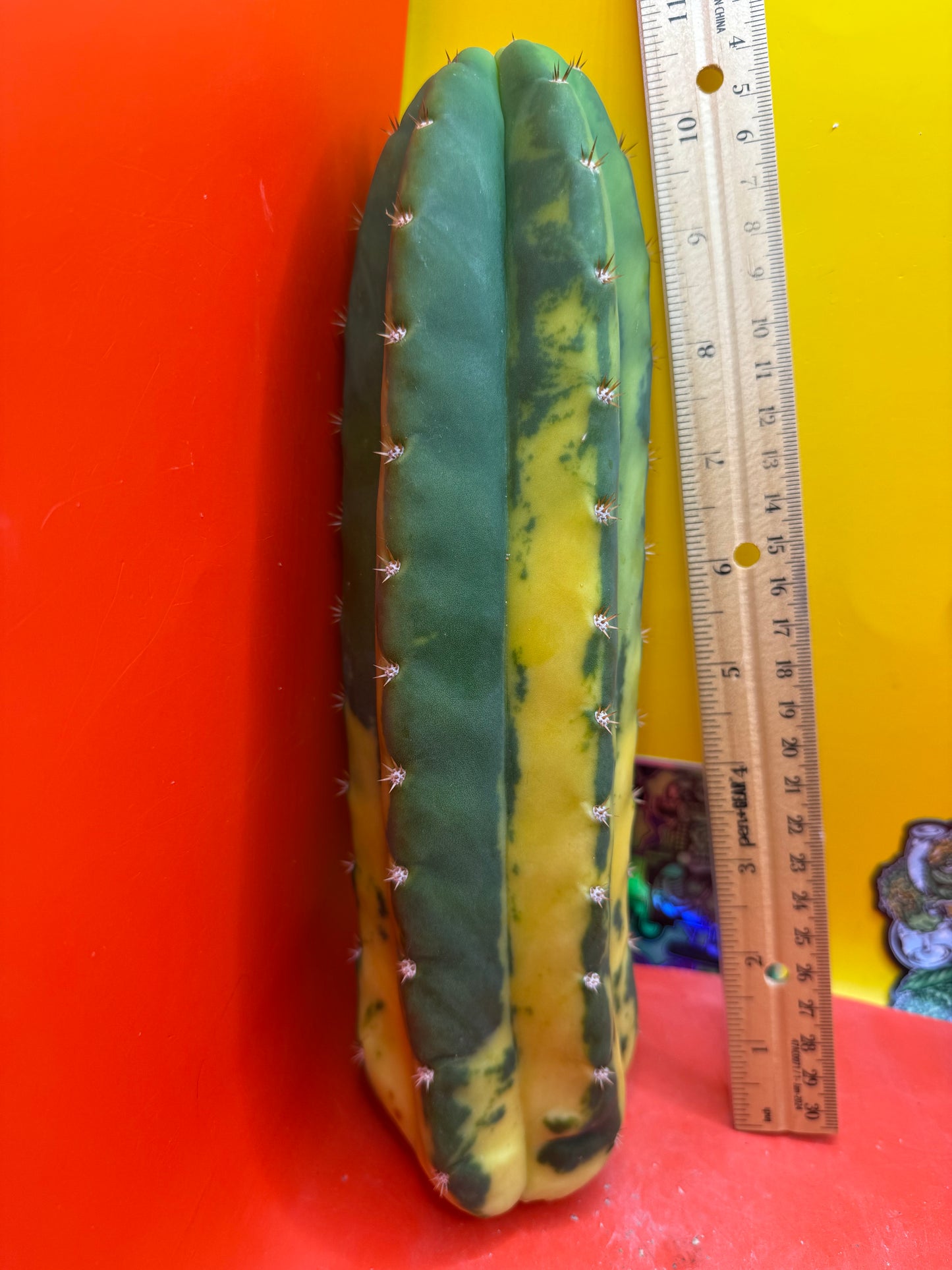 Variegated San Pedro Cactus