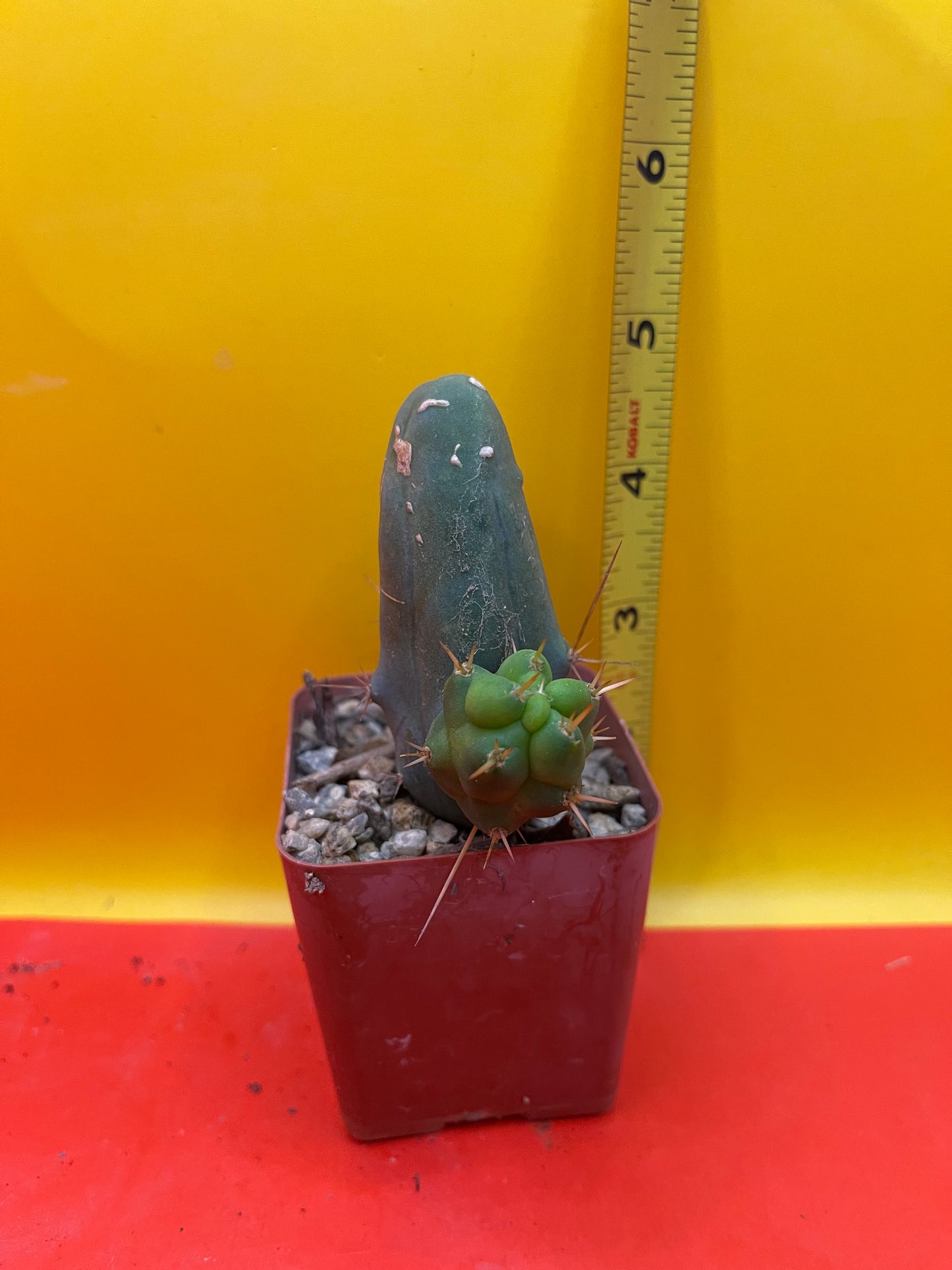 Tbm CACTUS comes in small pot