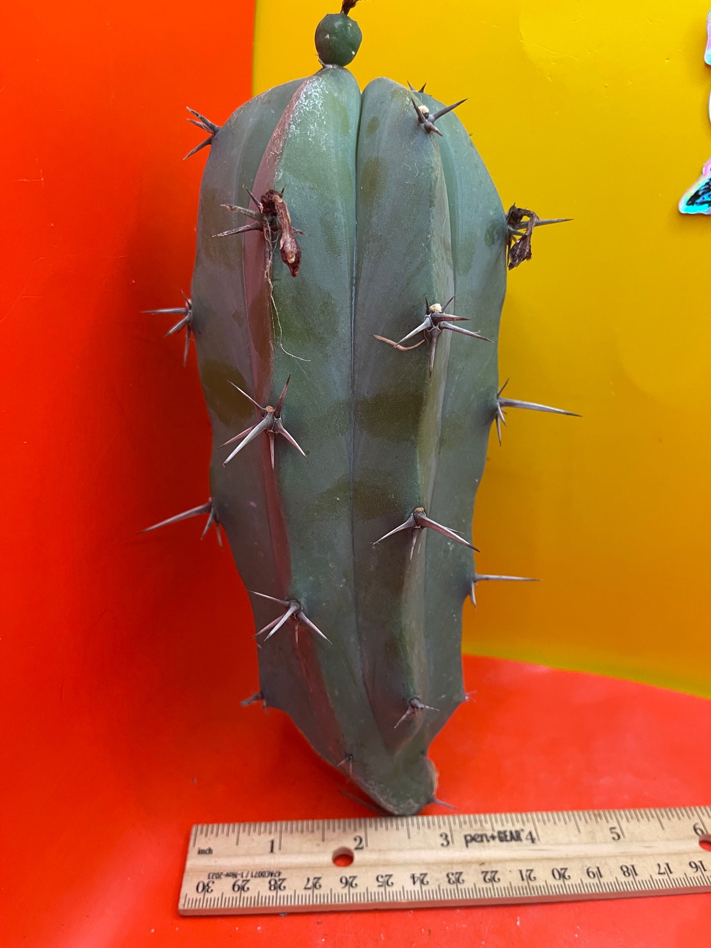 Blue Myrtillocactus