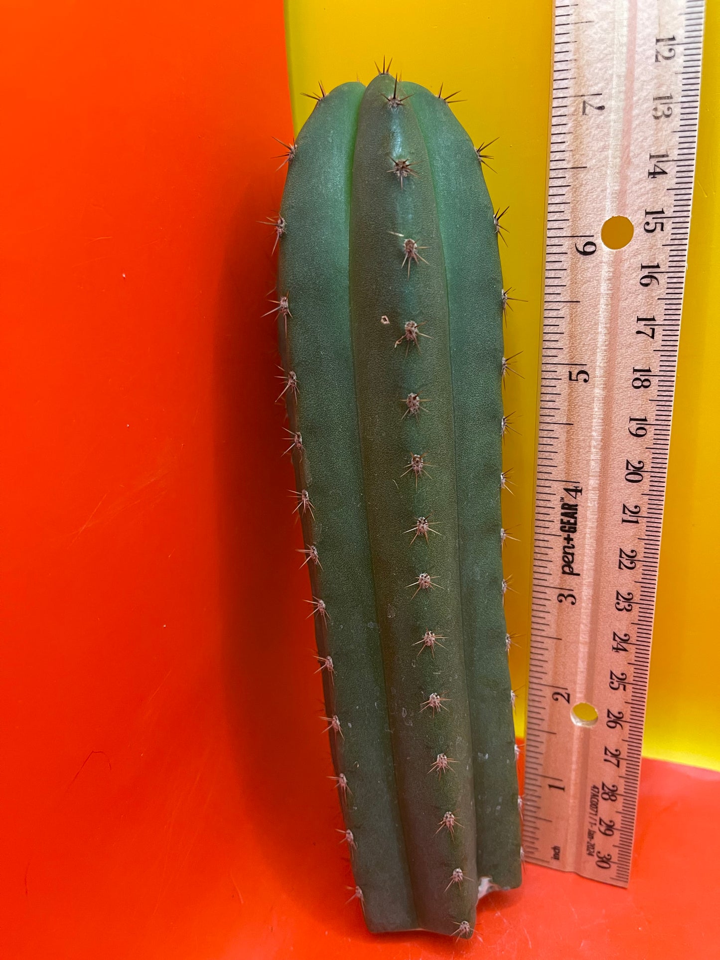 Trichocereus “MT”
