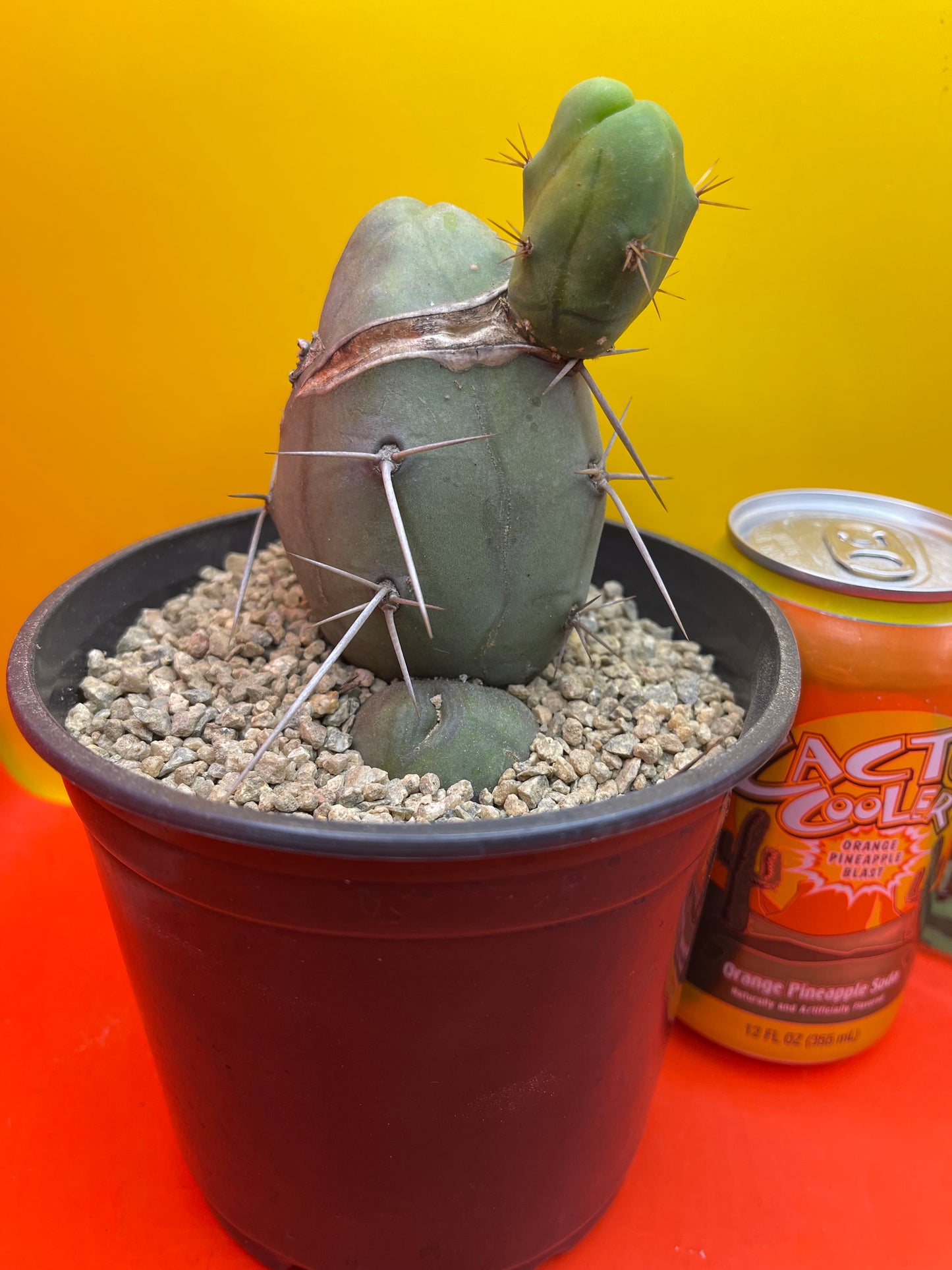 CACTUS !