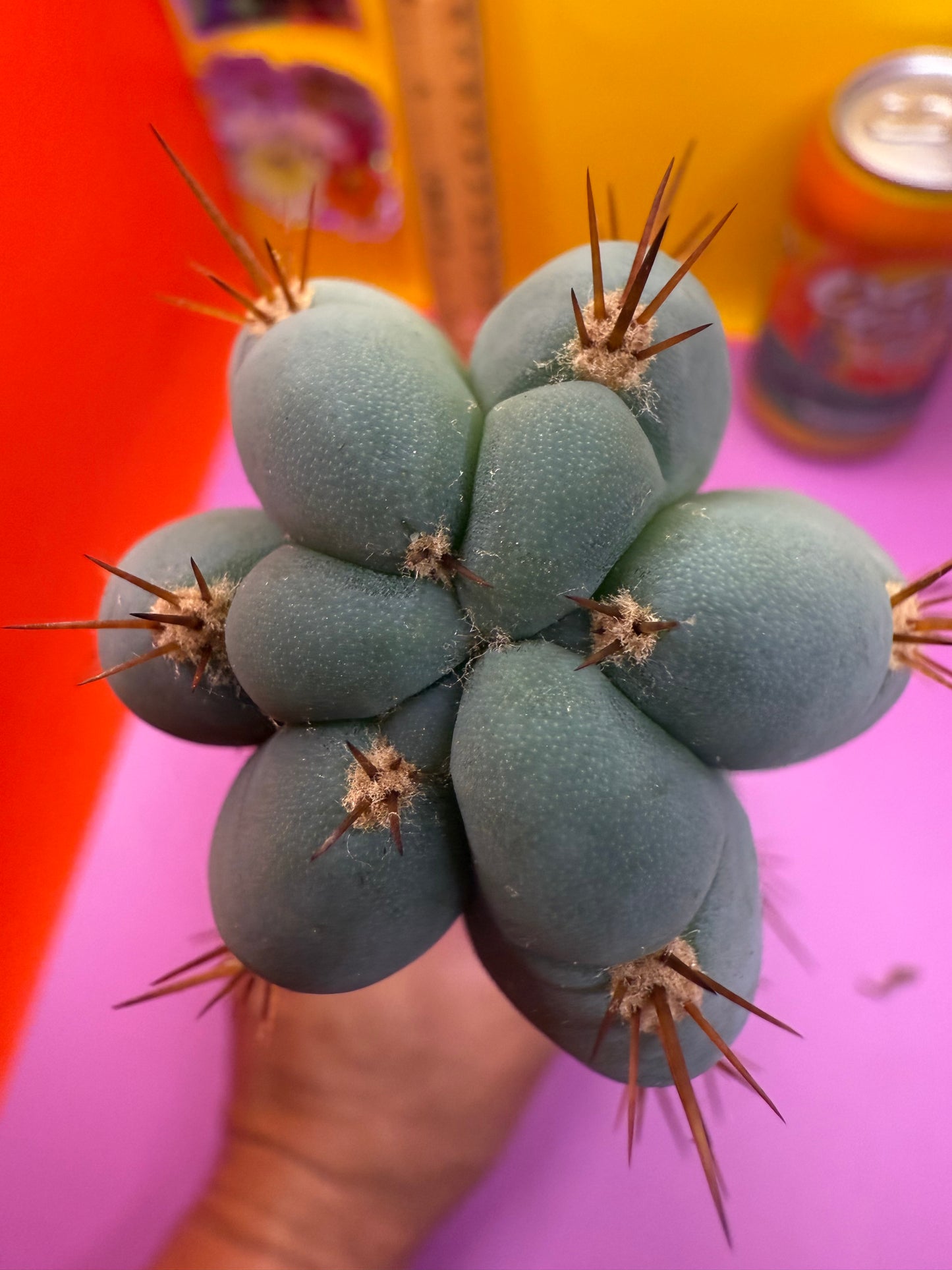 Sharxx Blue O.P. This exact cactus