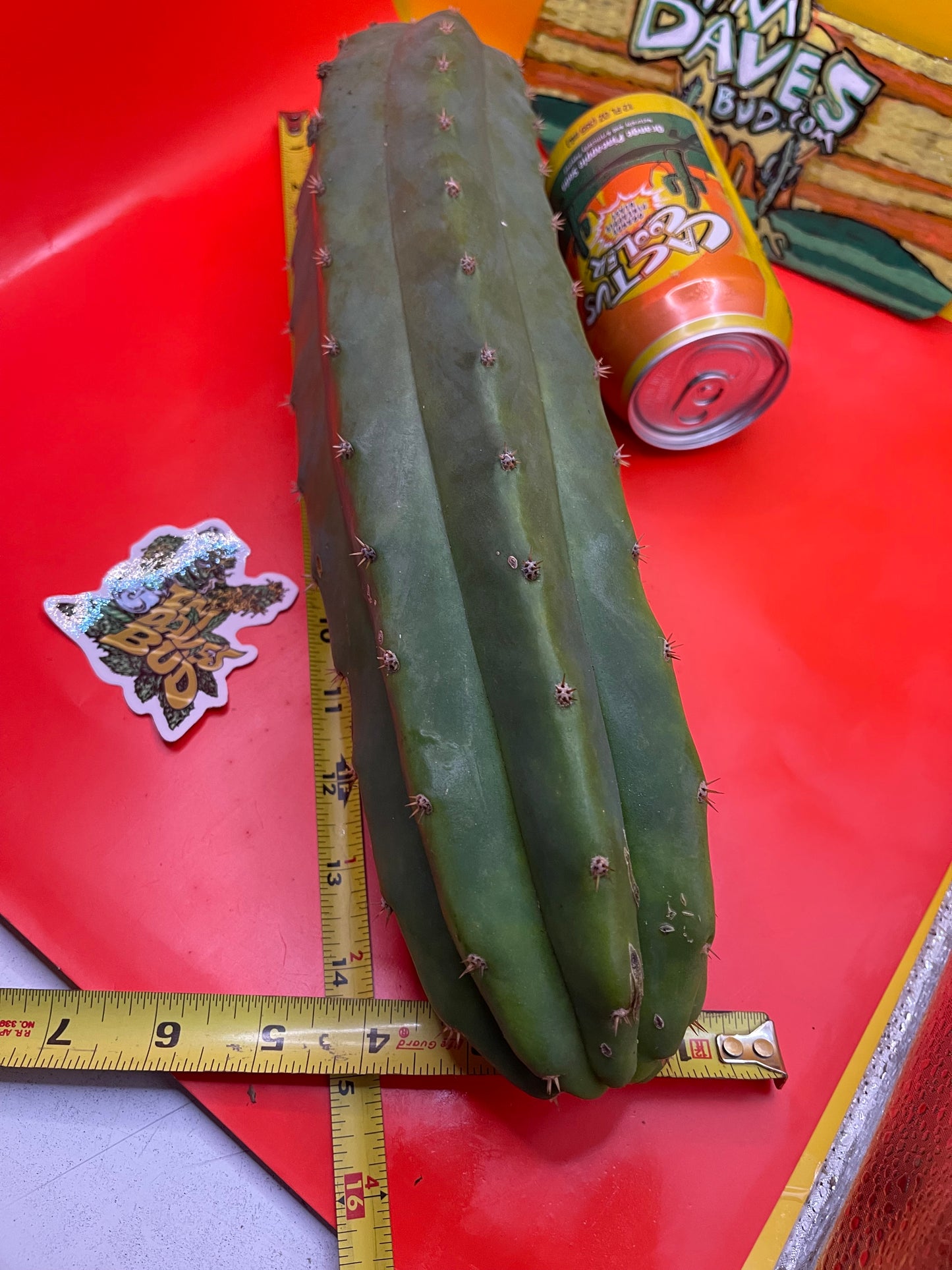 Sanpedro cacti 🌵!! Extra large