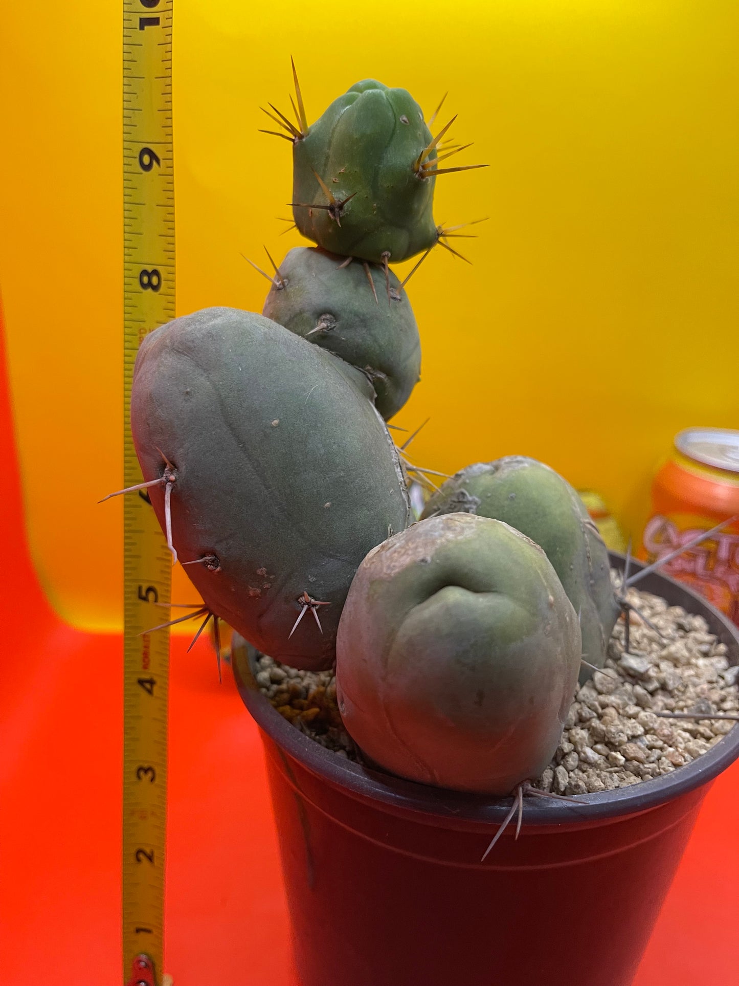 Tbm cactus !!!