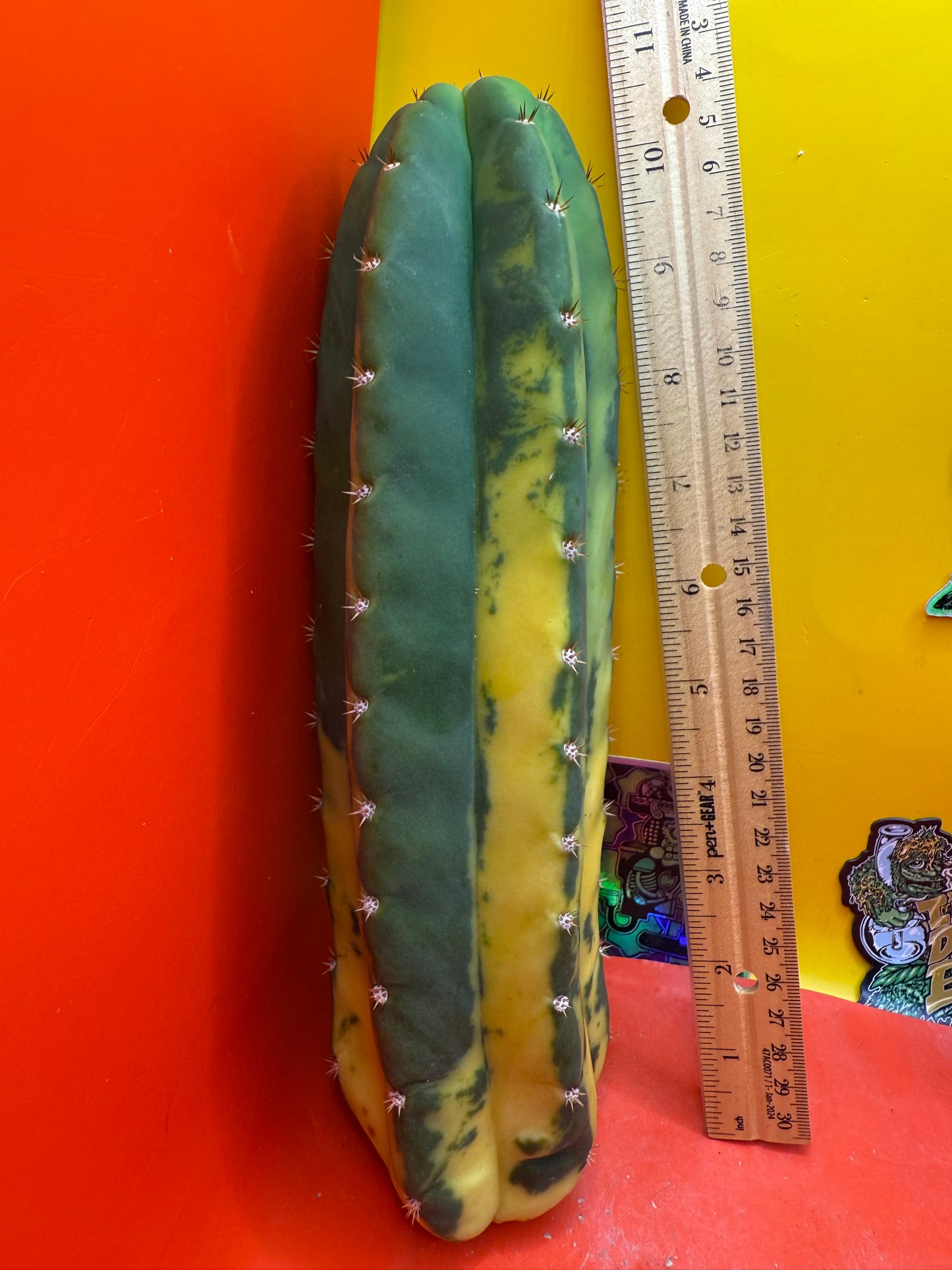 Variegated San Pedro Cactus
