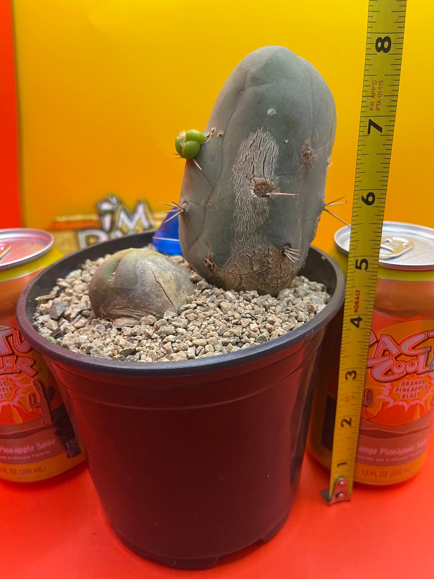 Tbm CACTUS