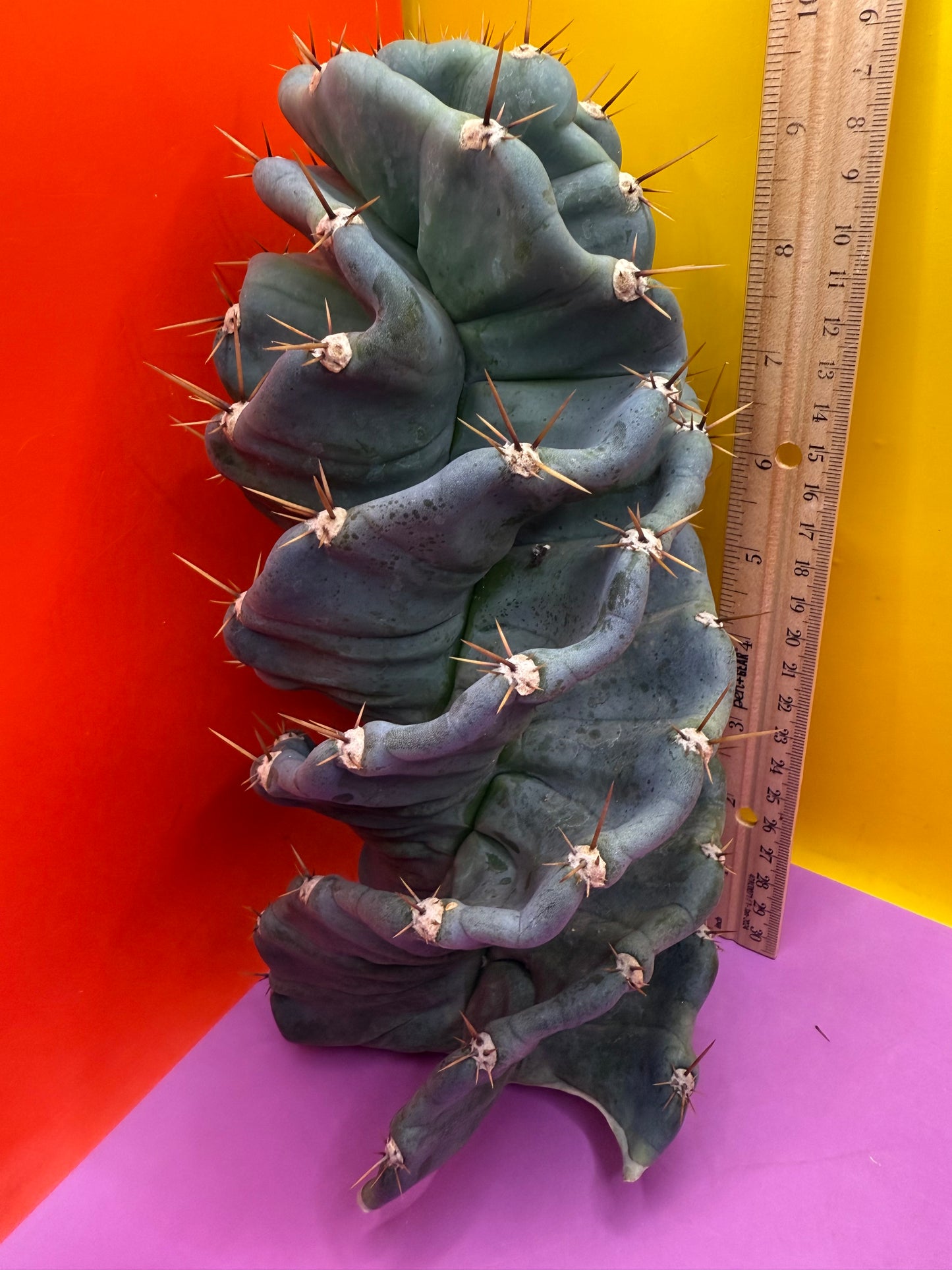 FAT 🌀🌵Spiral Cactus !Over 4” thick - Foot long