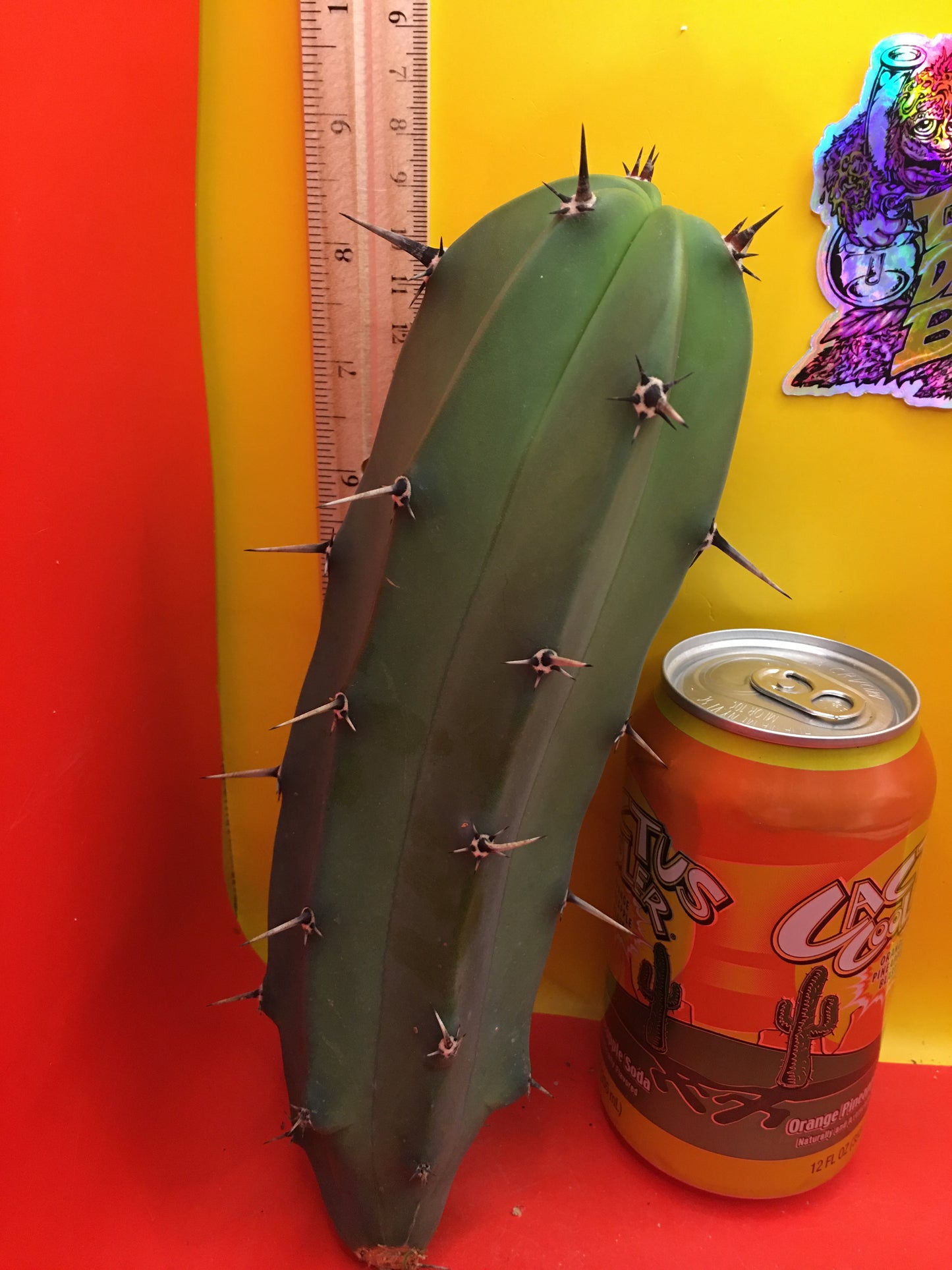 Myrtillocactus geometrizans