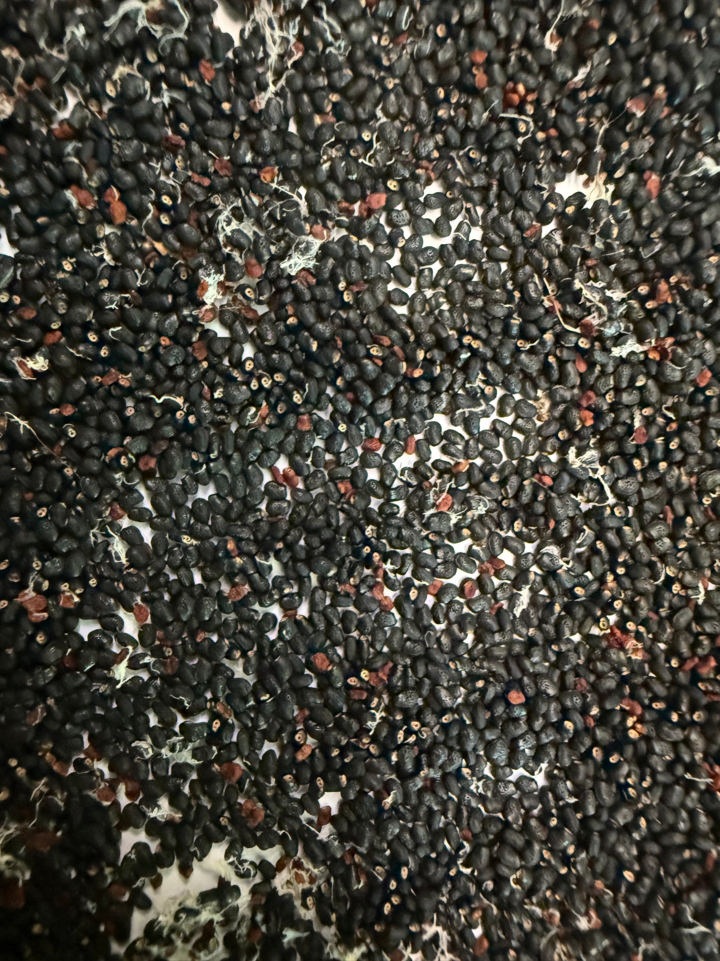 Trichocereus tacaquirensis seeds !