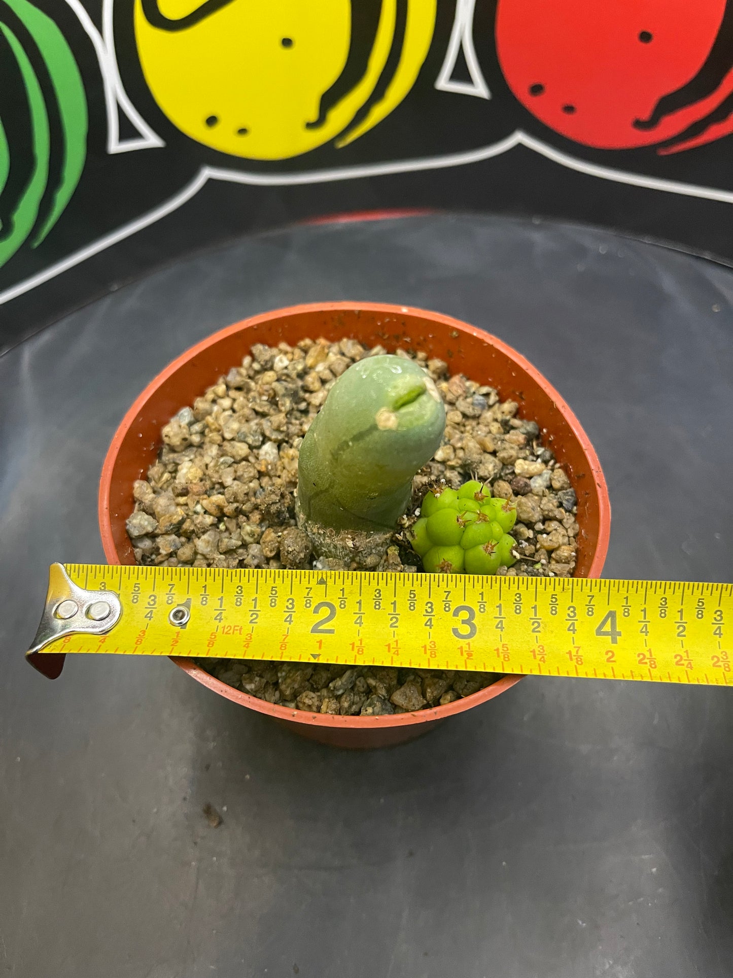 Tbm CACTUS !