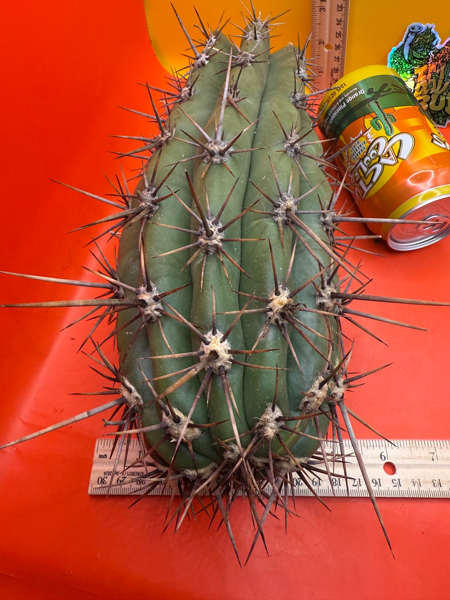 Tacaquirensis