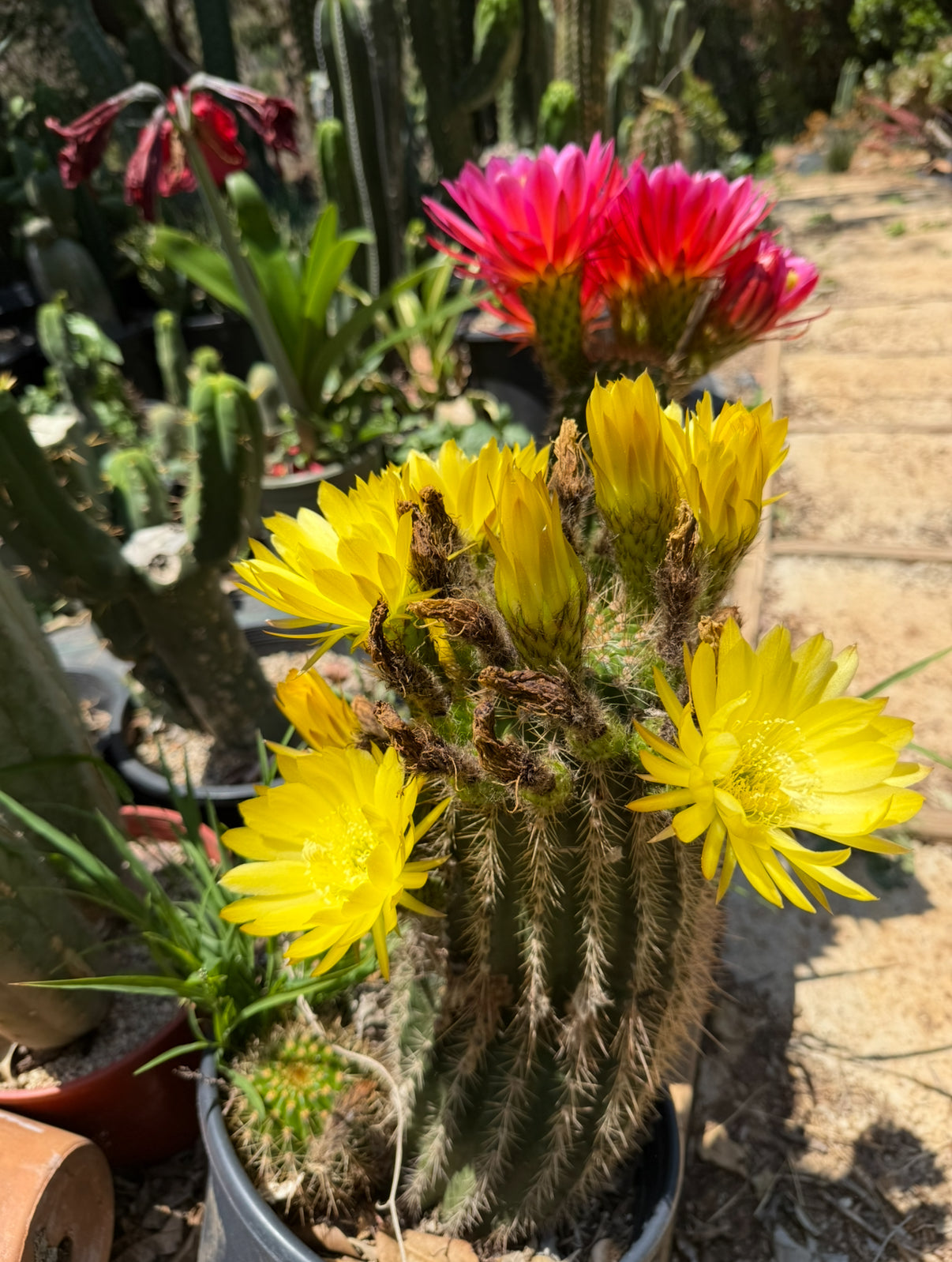 TRICHO HYBRID SEEDS !
