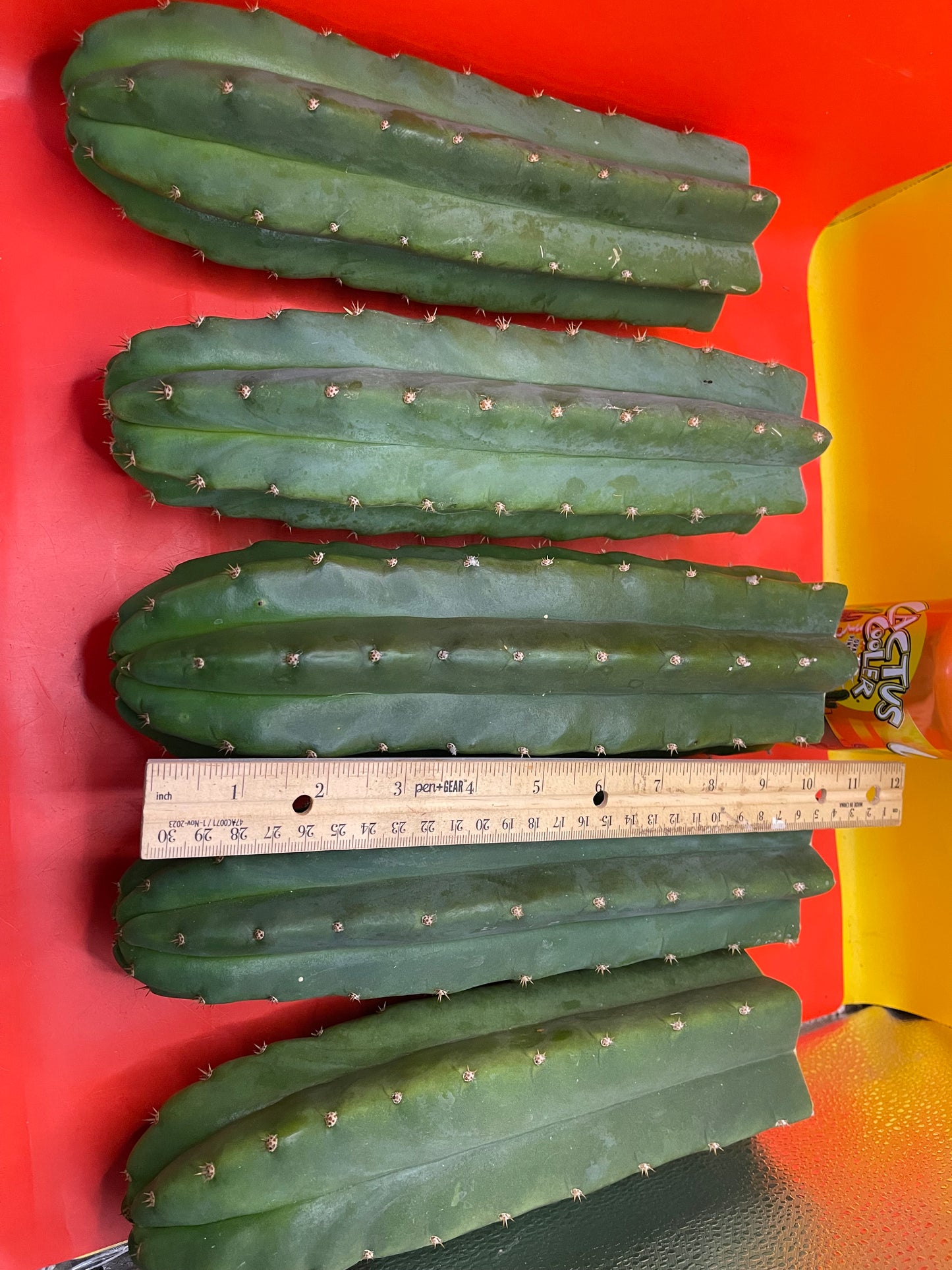 Fresh cut San Pedro Cactus !
