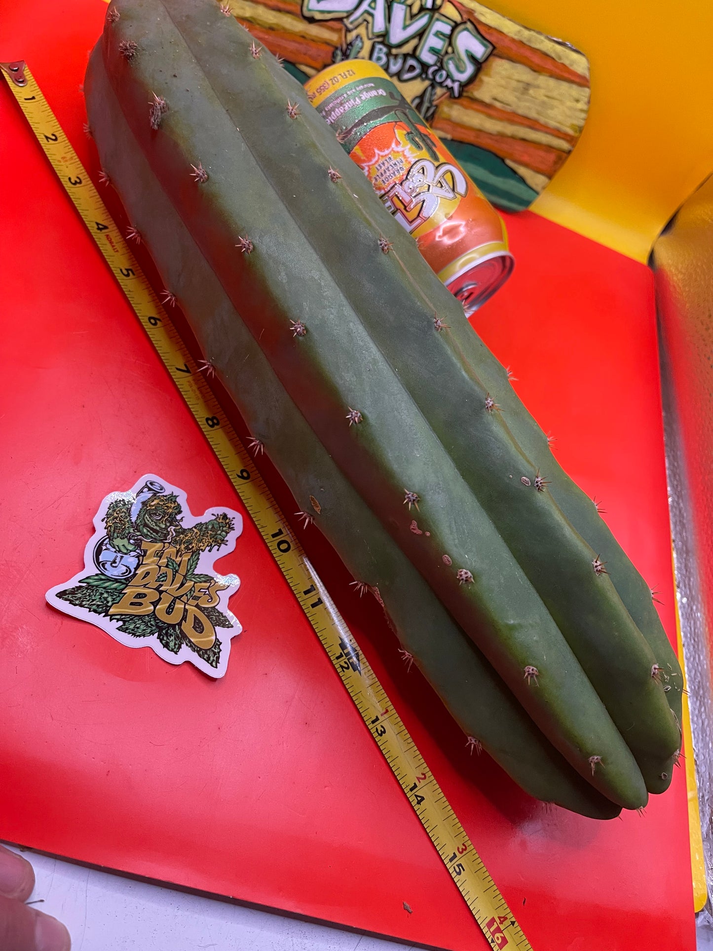 Sanpedro cacti 🌵!! Extra large