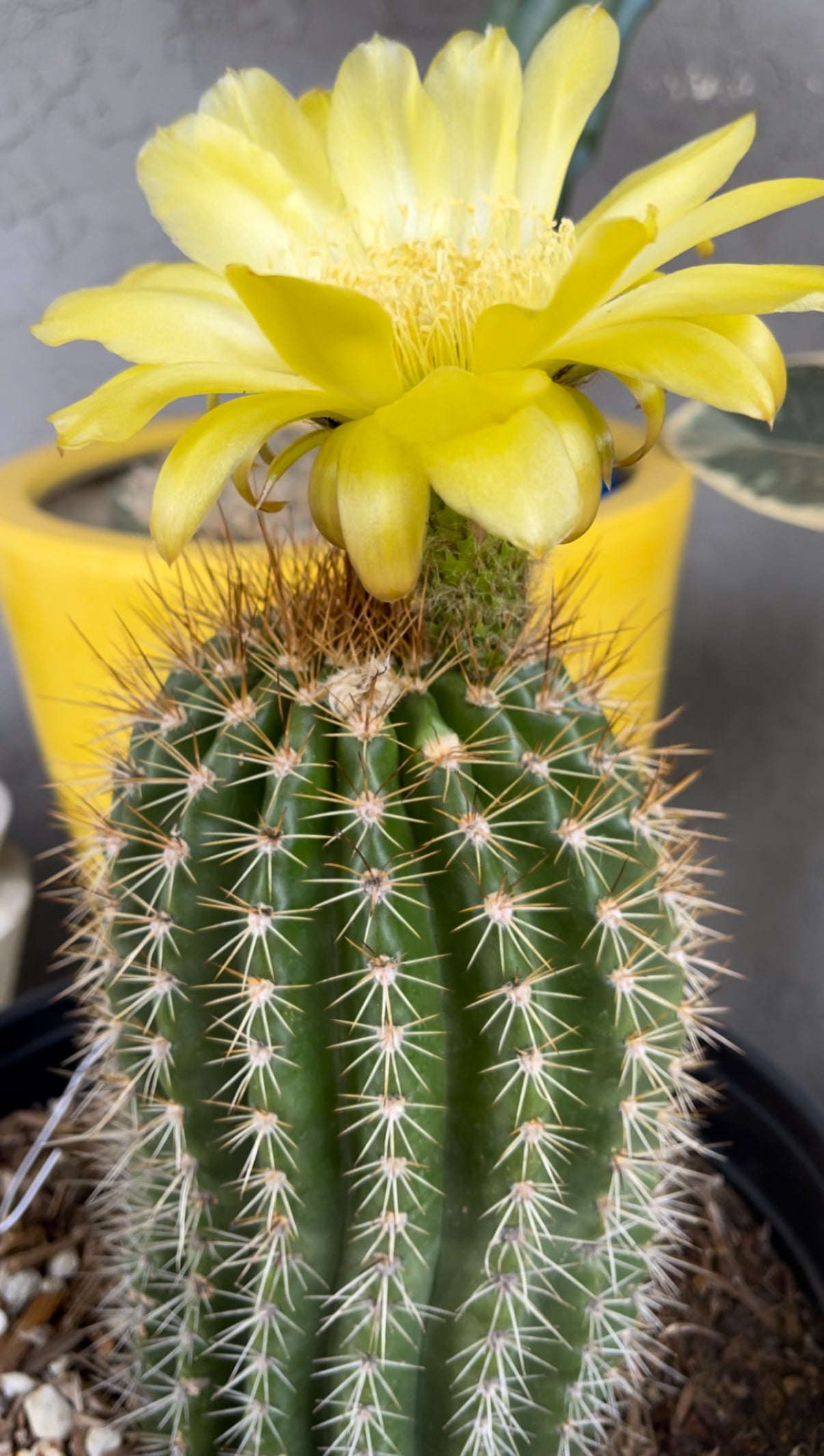 TRICHO HYBRID SEEDS !