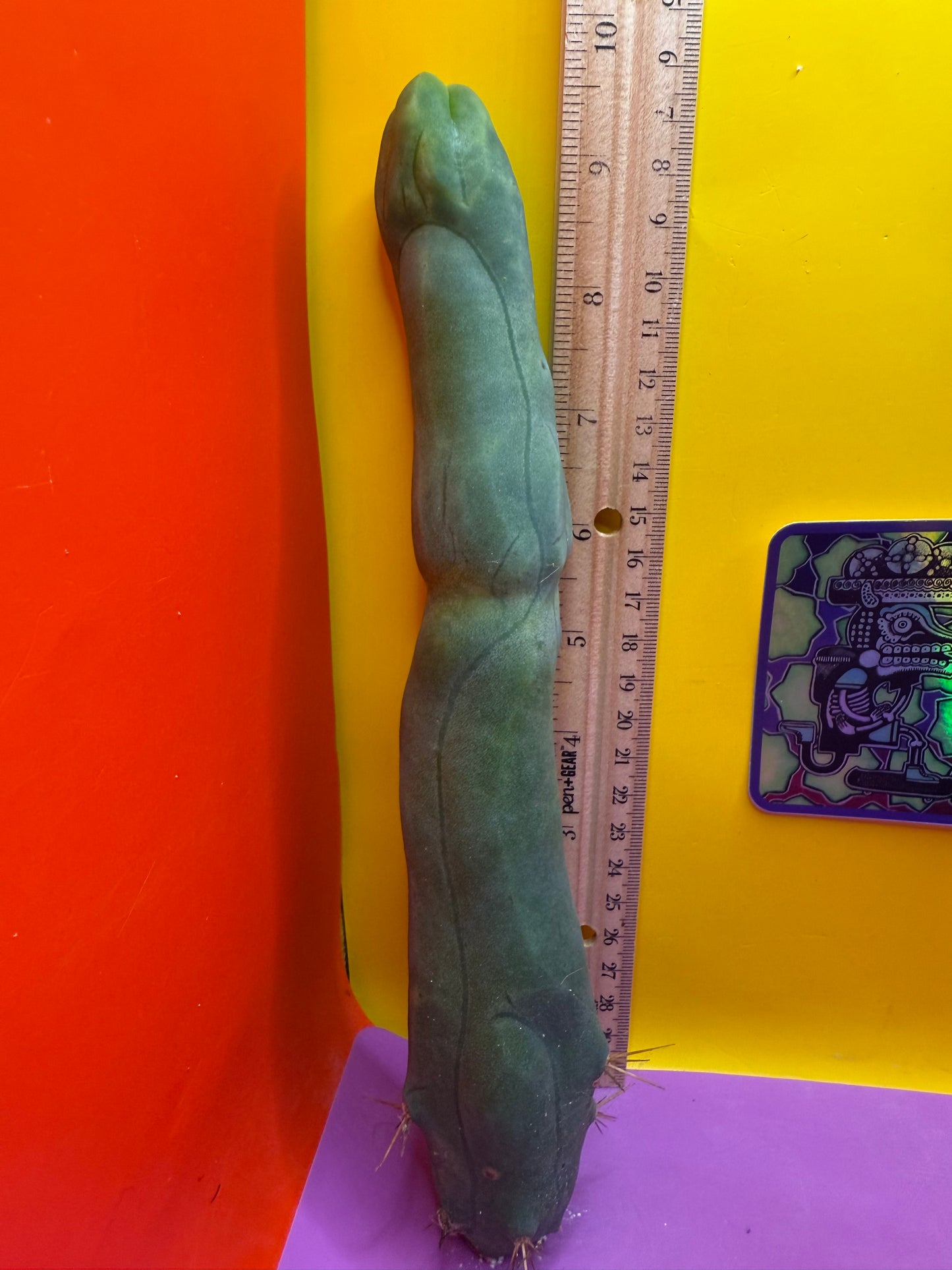 Long form TBM cactus cutting type A