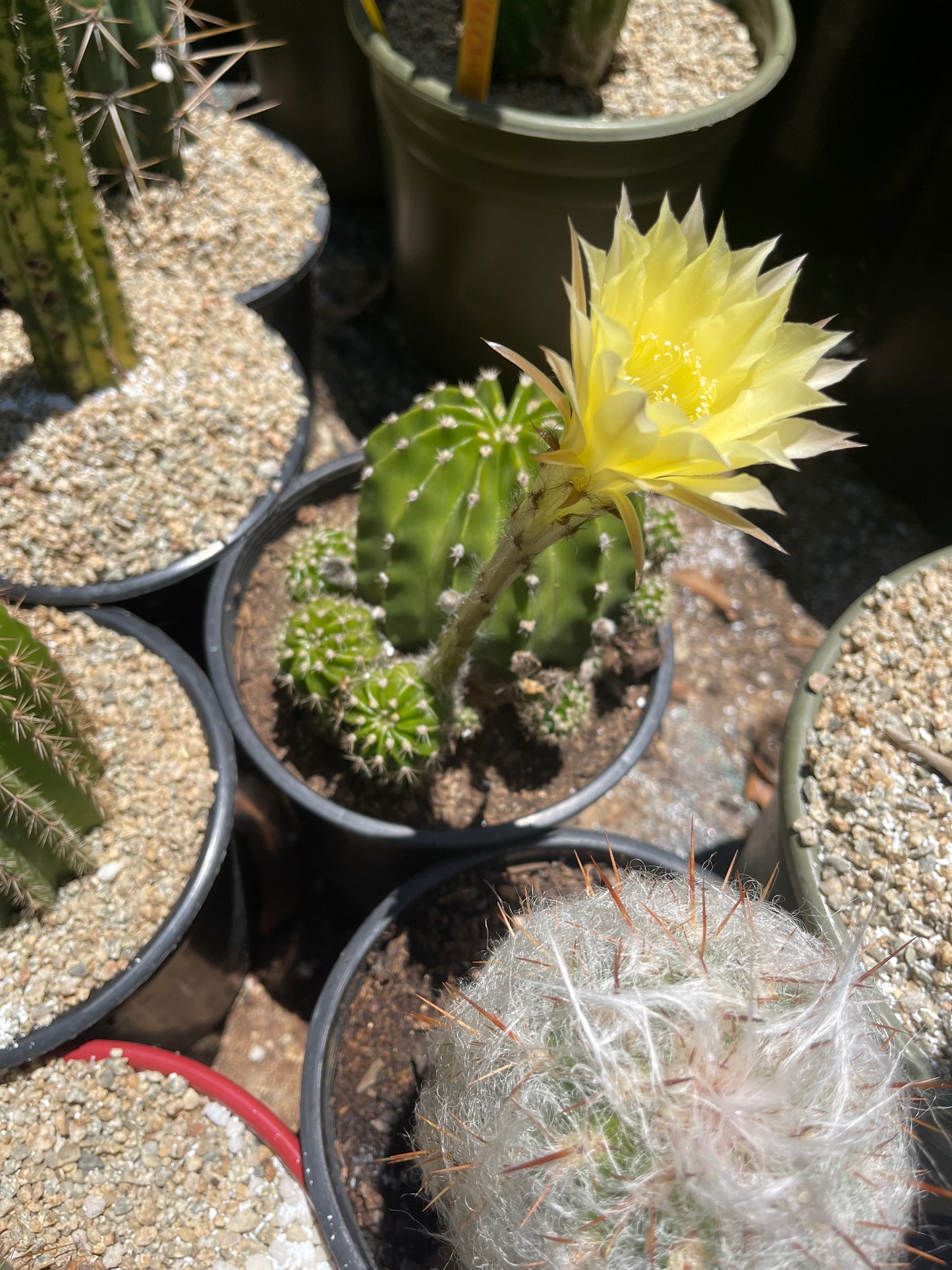 Yellow flowering echinopsis potted cactus !