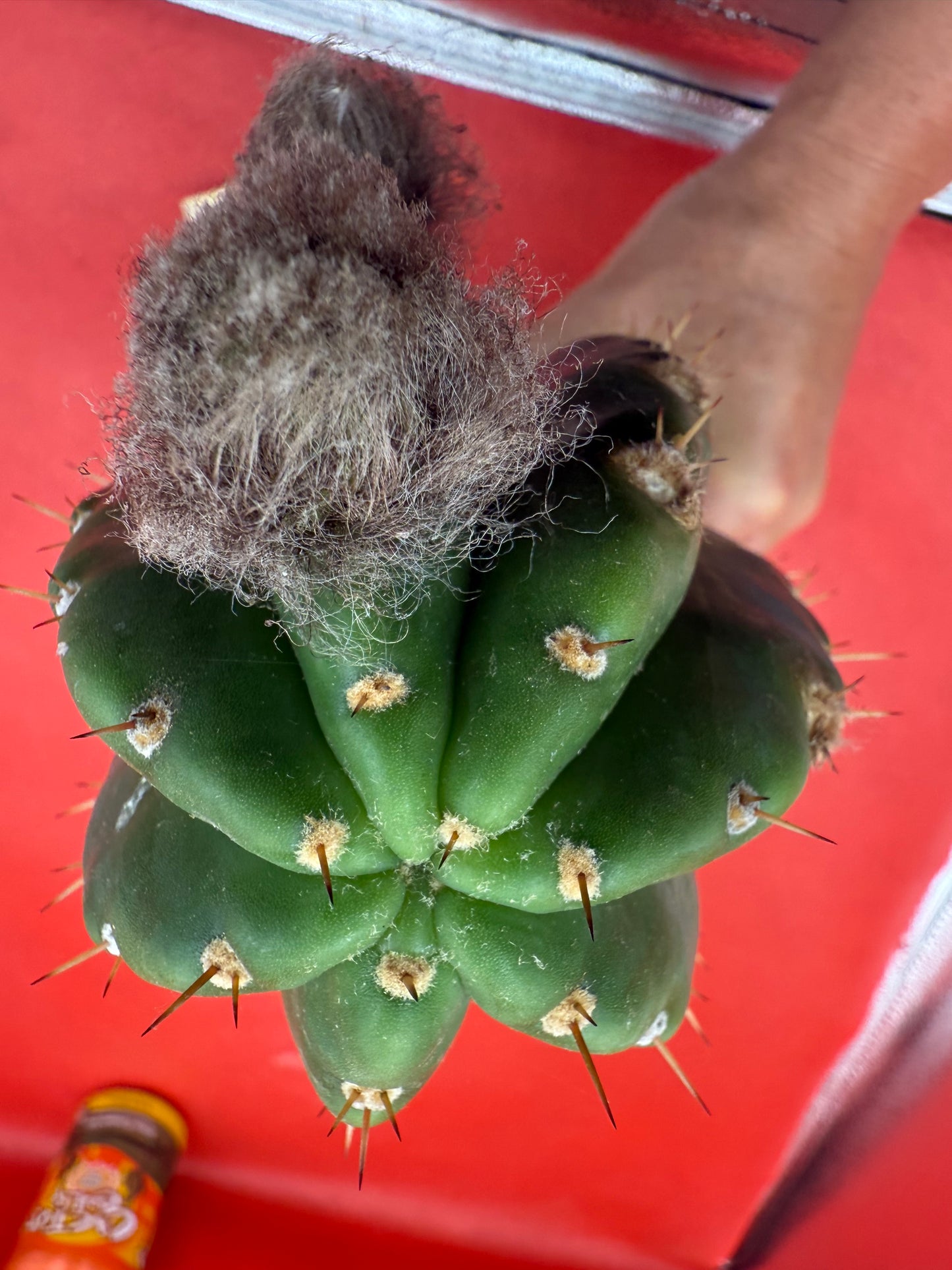 CACTO HEBRIDO with Flower Buds !