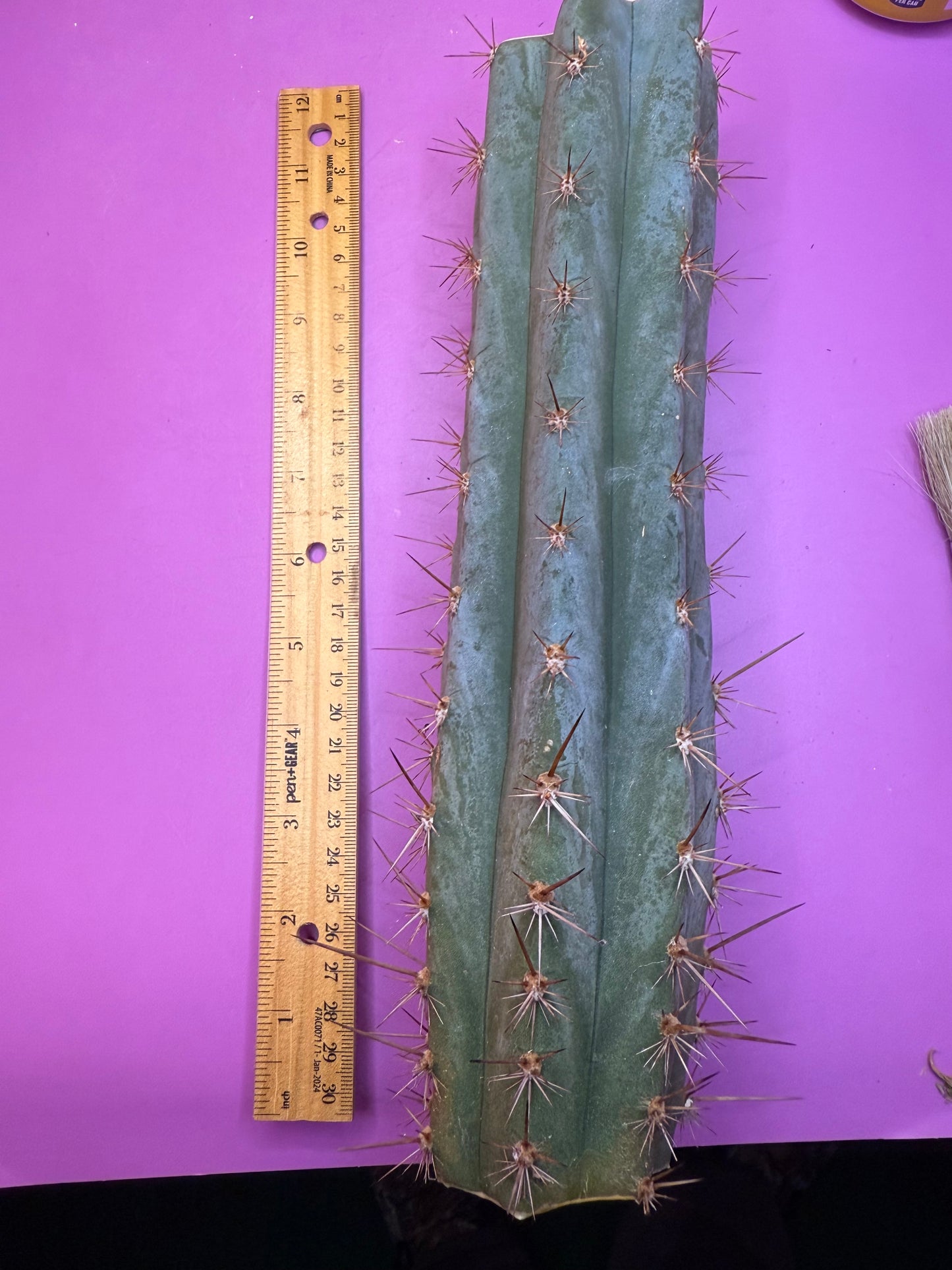 Sharxx Blue O.p. , this exact mid section cactus cutting