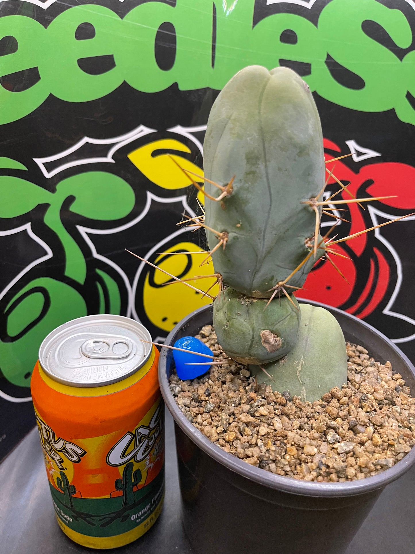 Tbm CACTUS