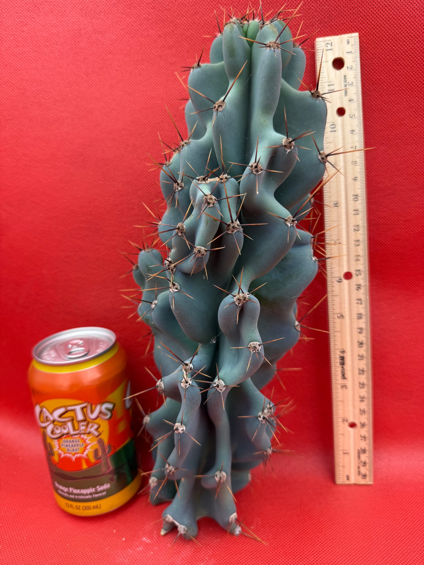 Cereus Monstrose - Gets cactus apples !
