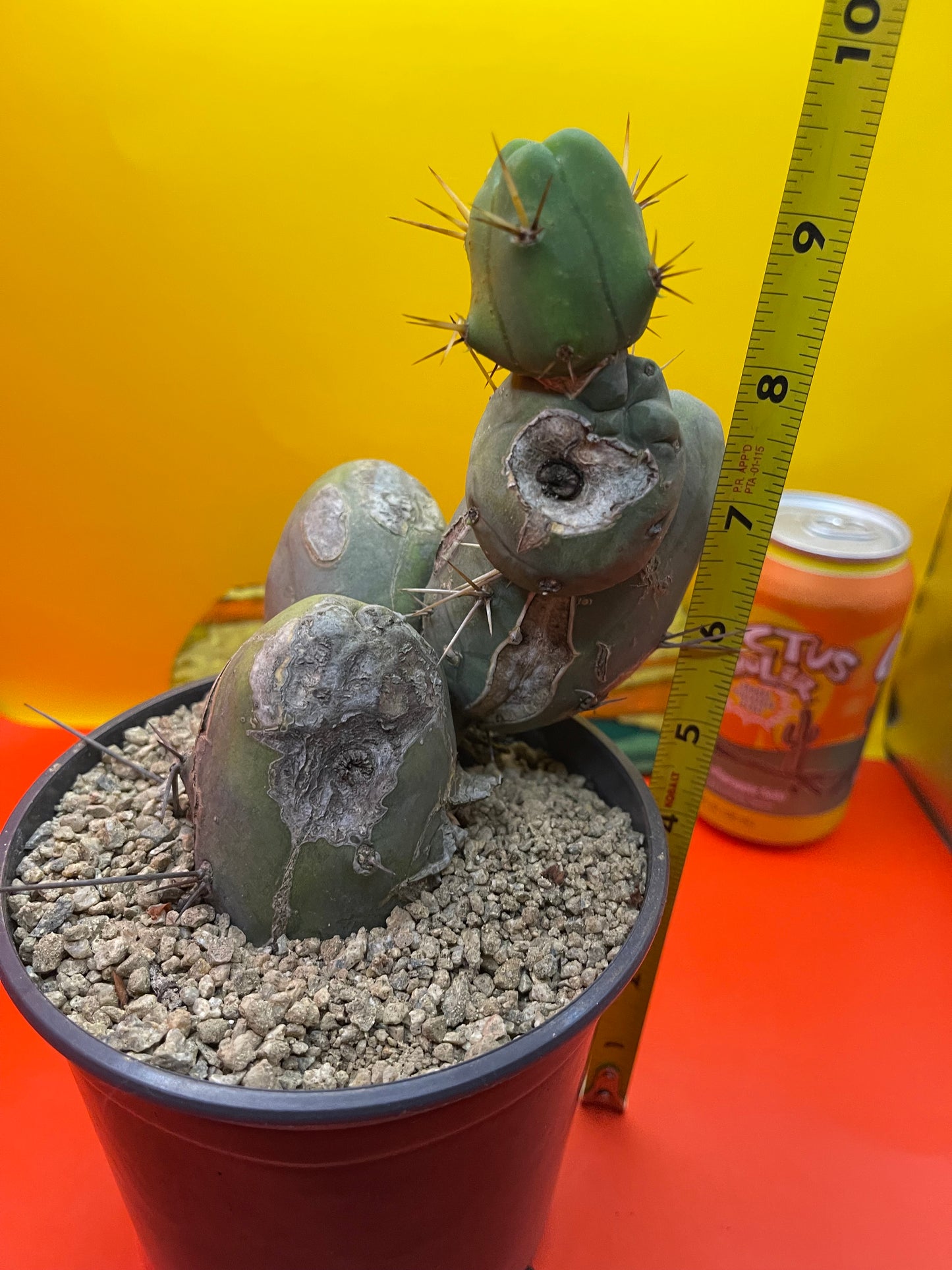 Tbm cactus !!!