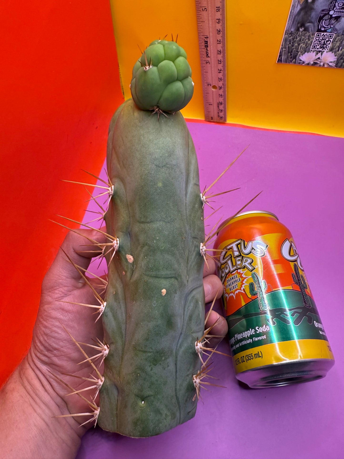 Big Thic Bruce’s Dragon 🐉