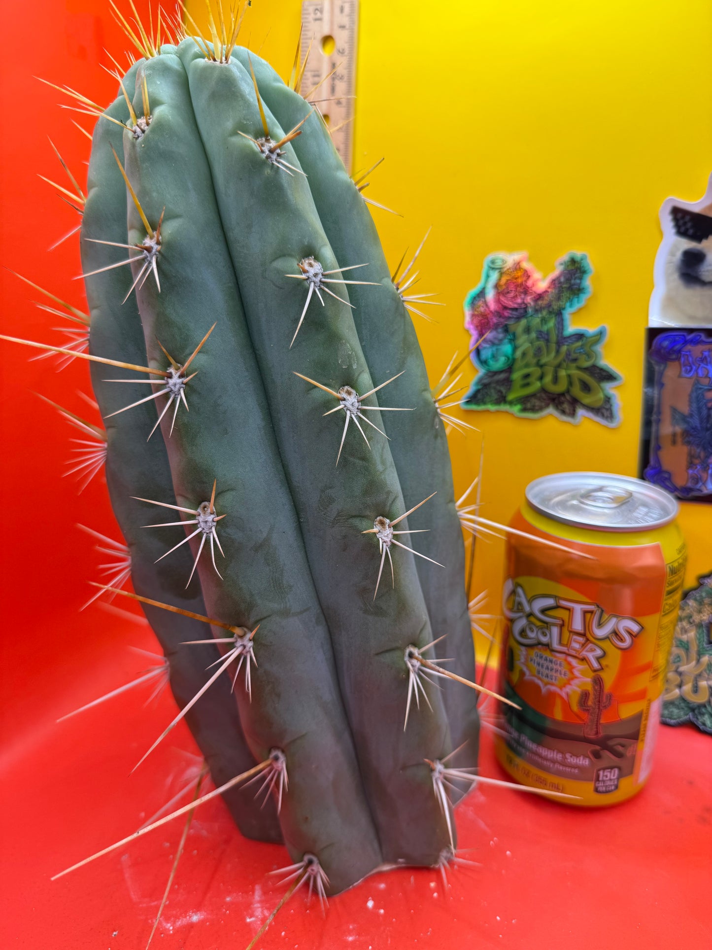 TRICHOCEREUS MACROGONUS !