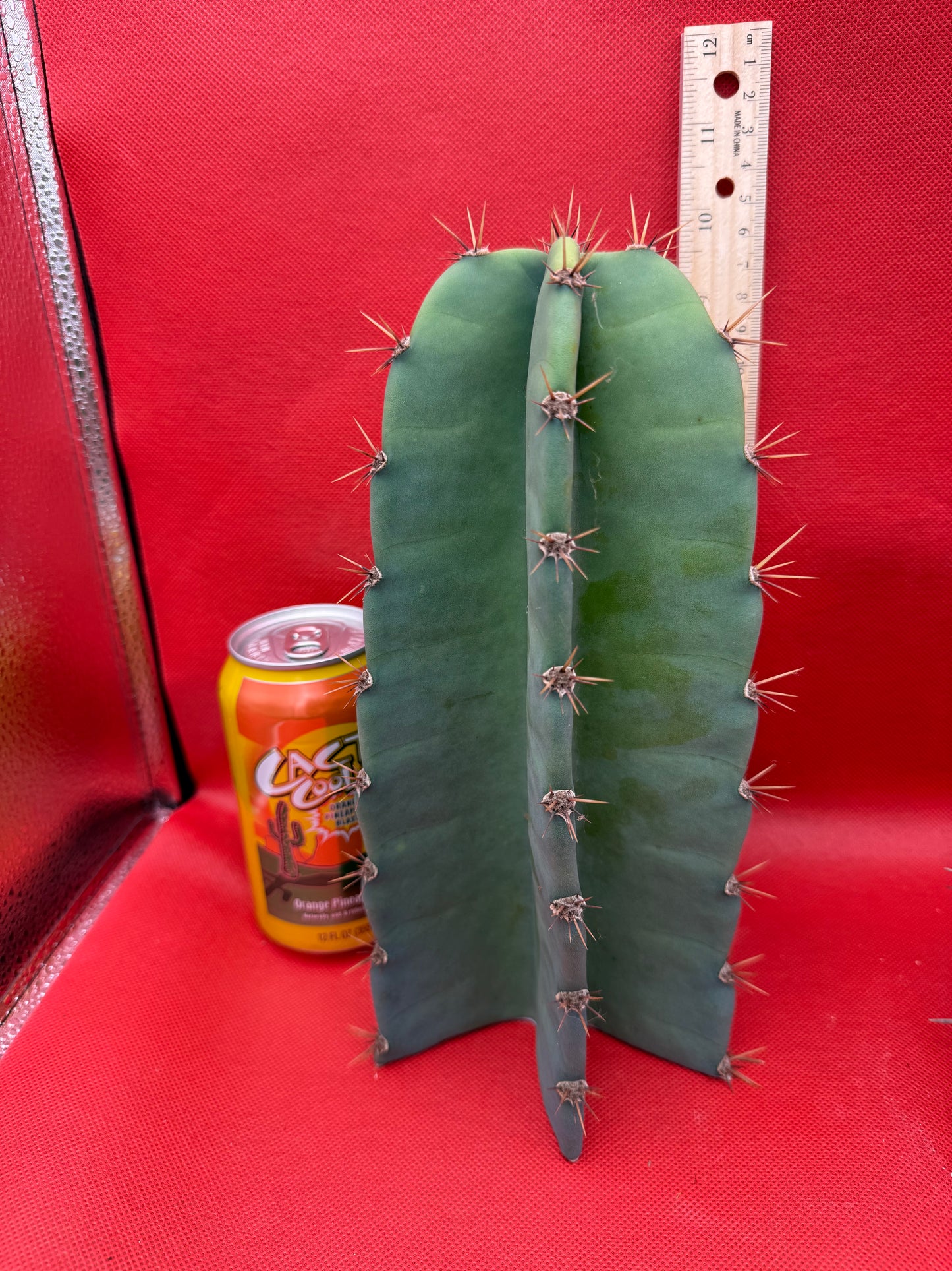 Cereus peruvianus